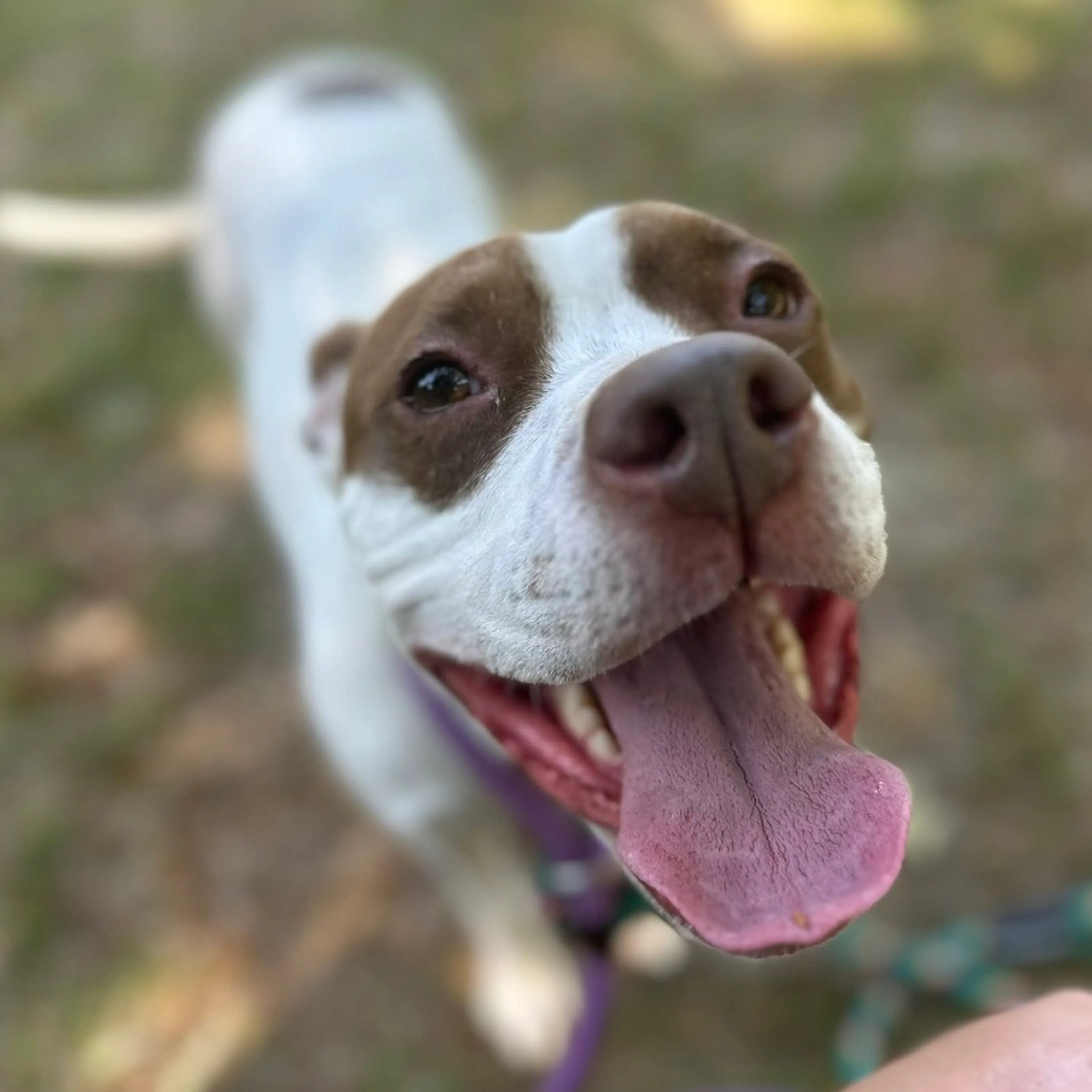 Found pet-23