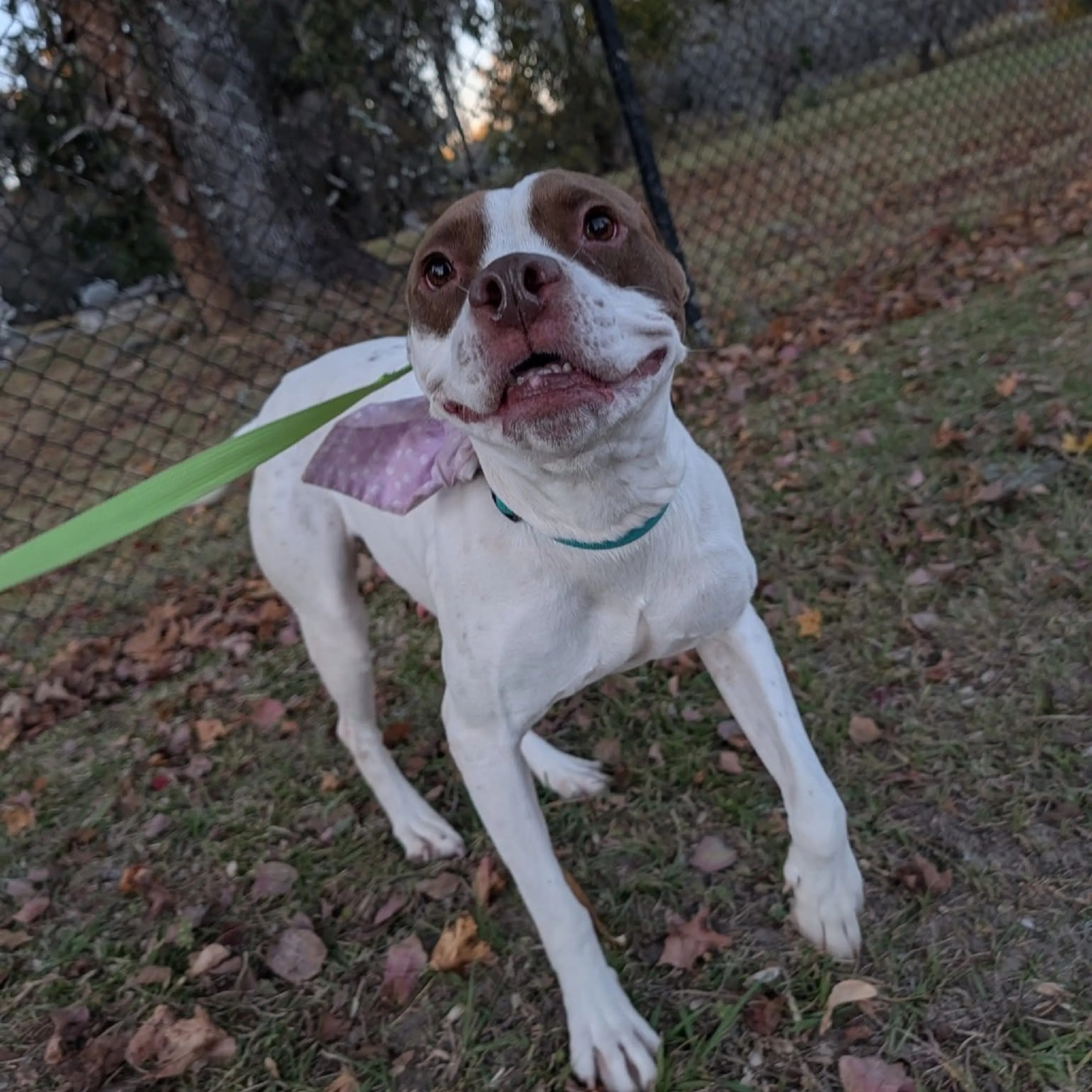 Found pet-17