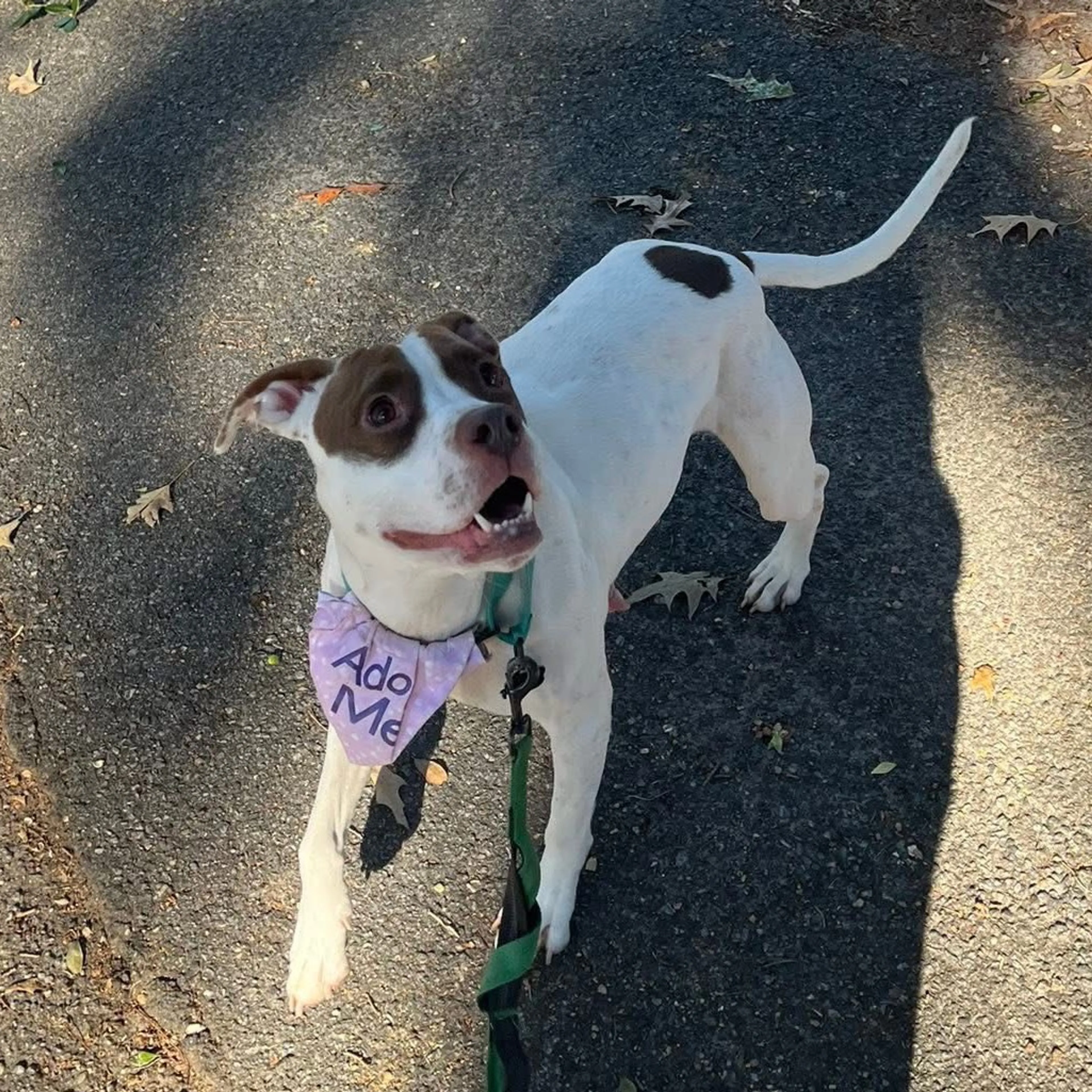 Found pet-14