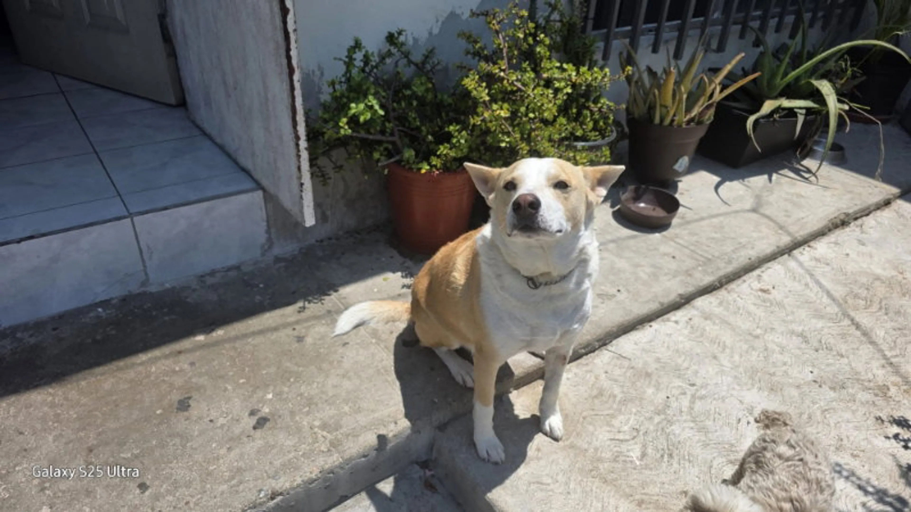 Found pet-2