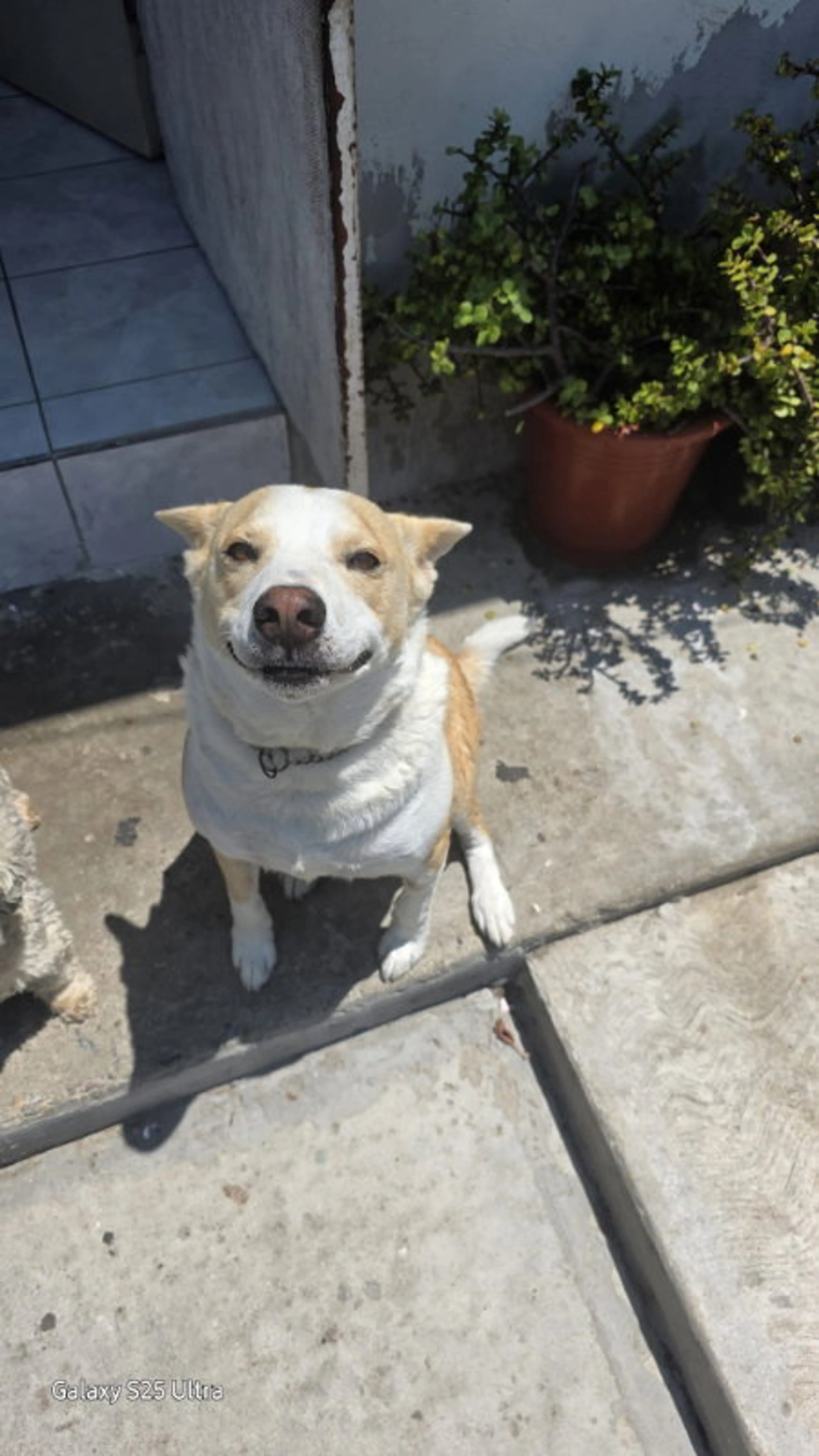 Found pet-1