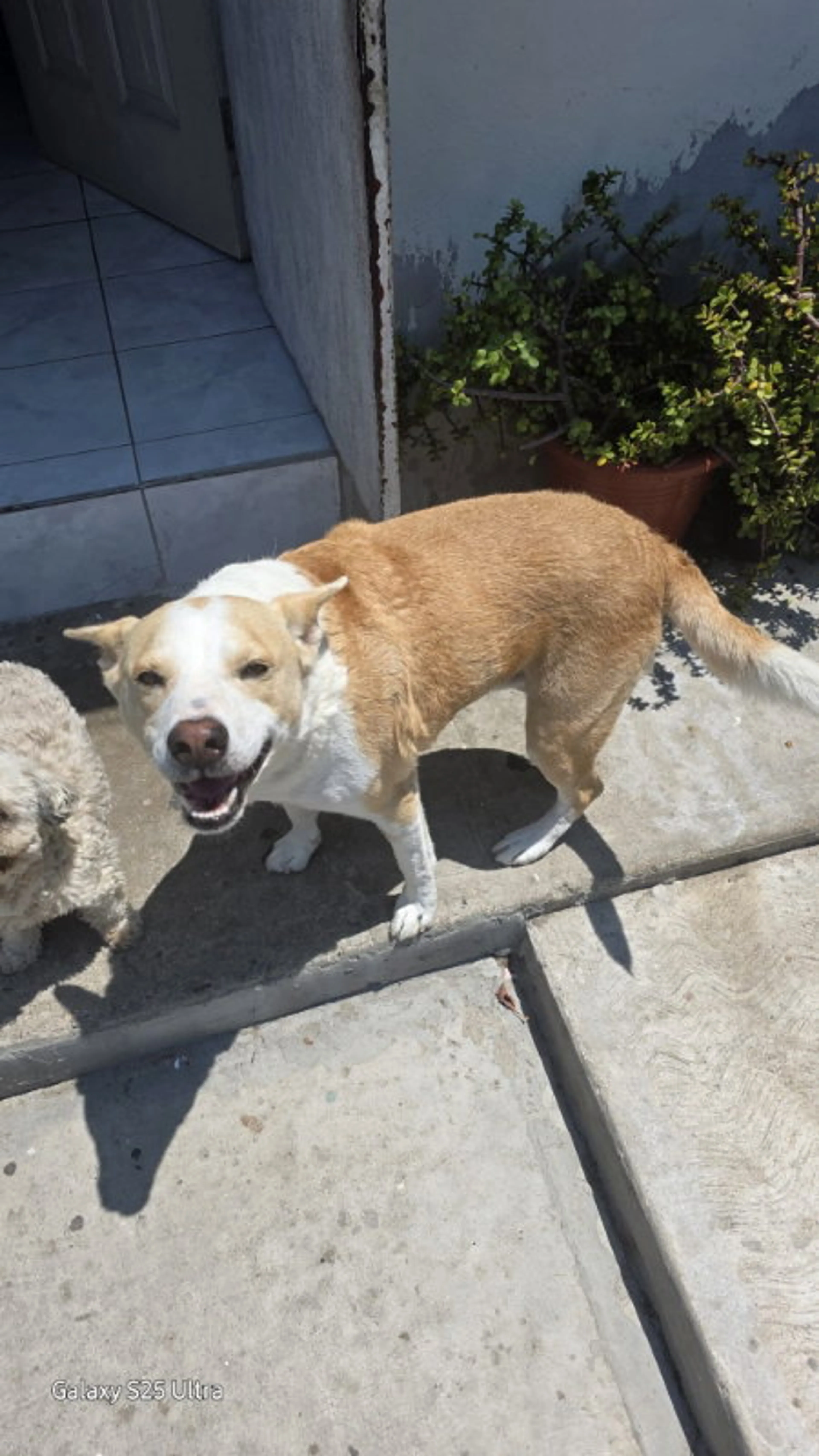 Found pet-3