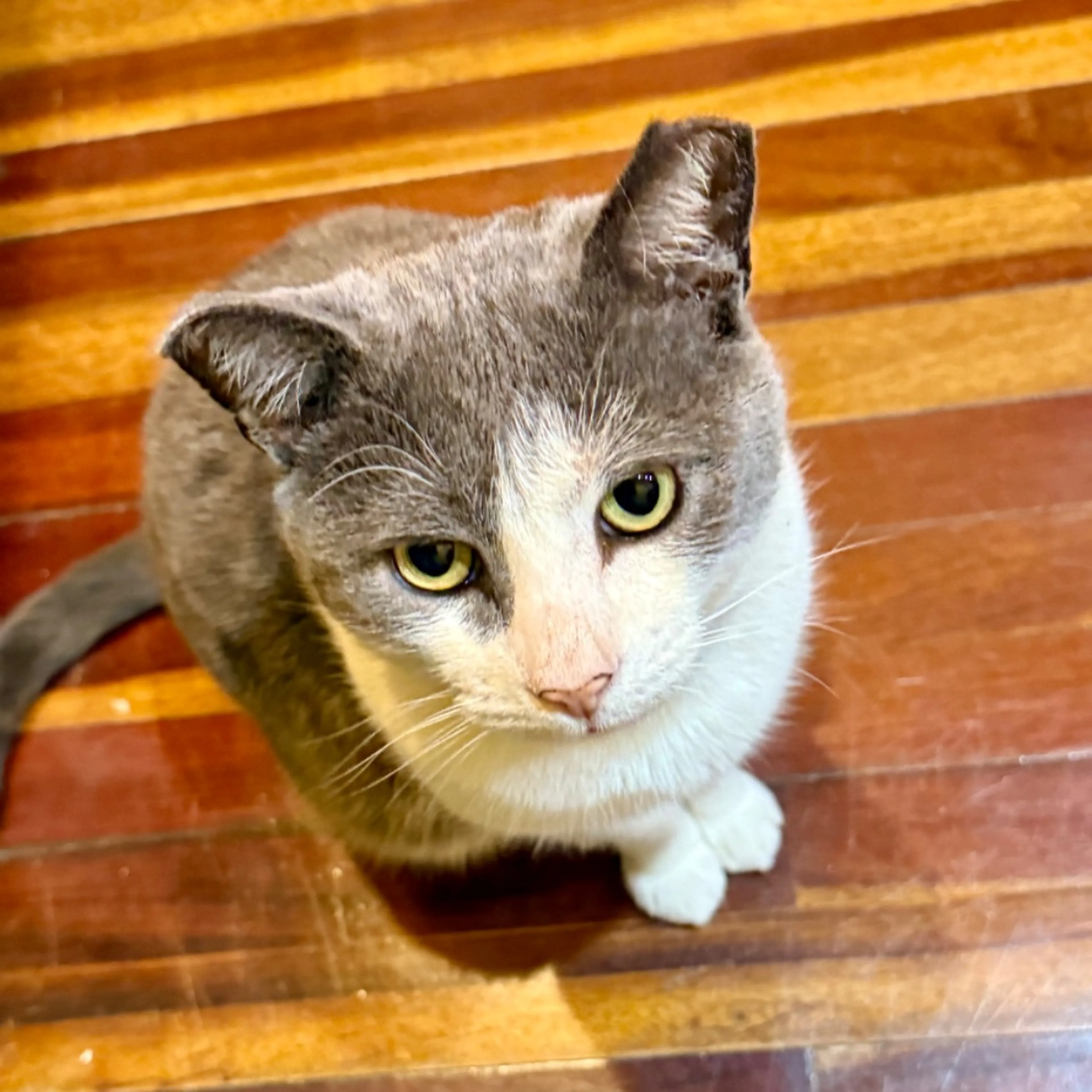 Lost pet