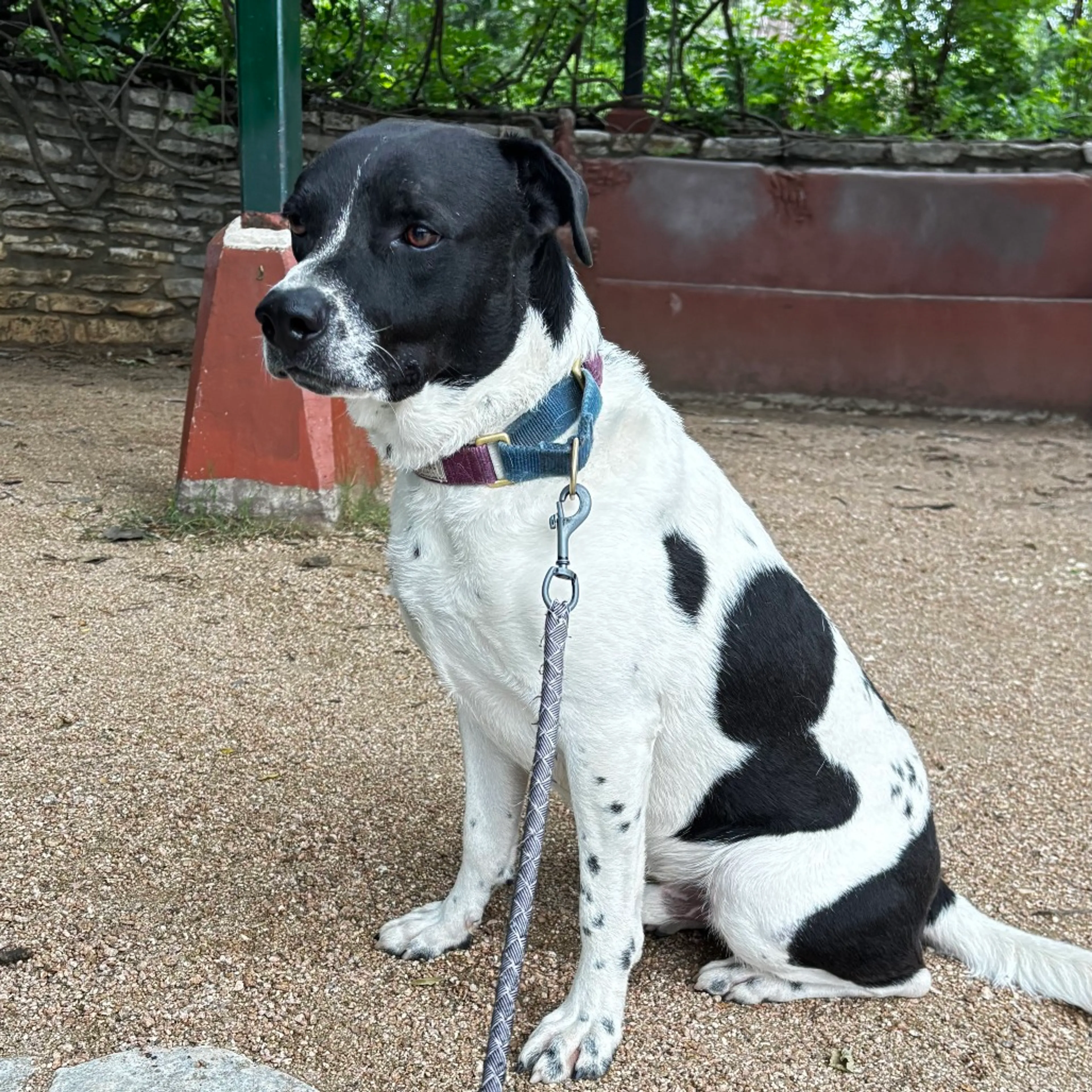 Found pet-27