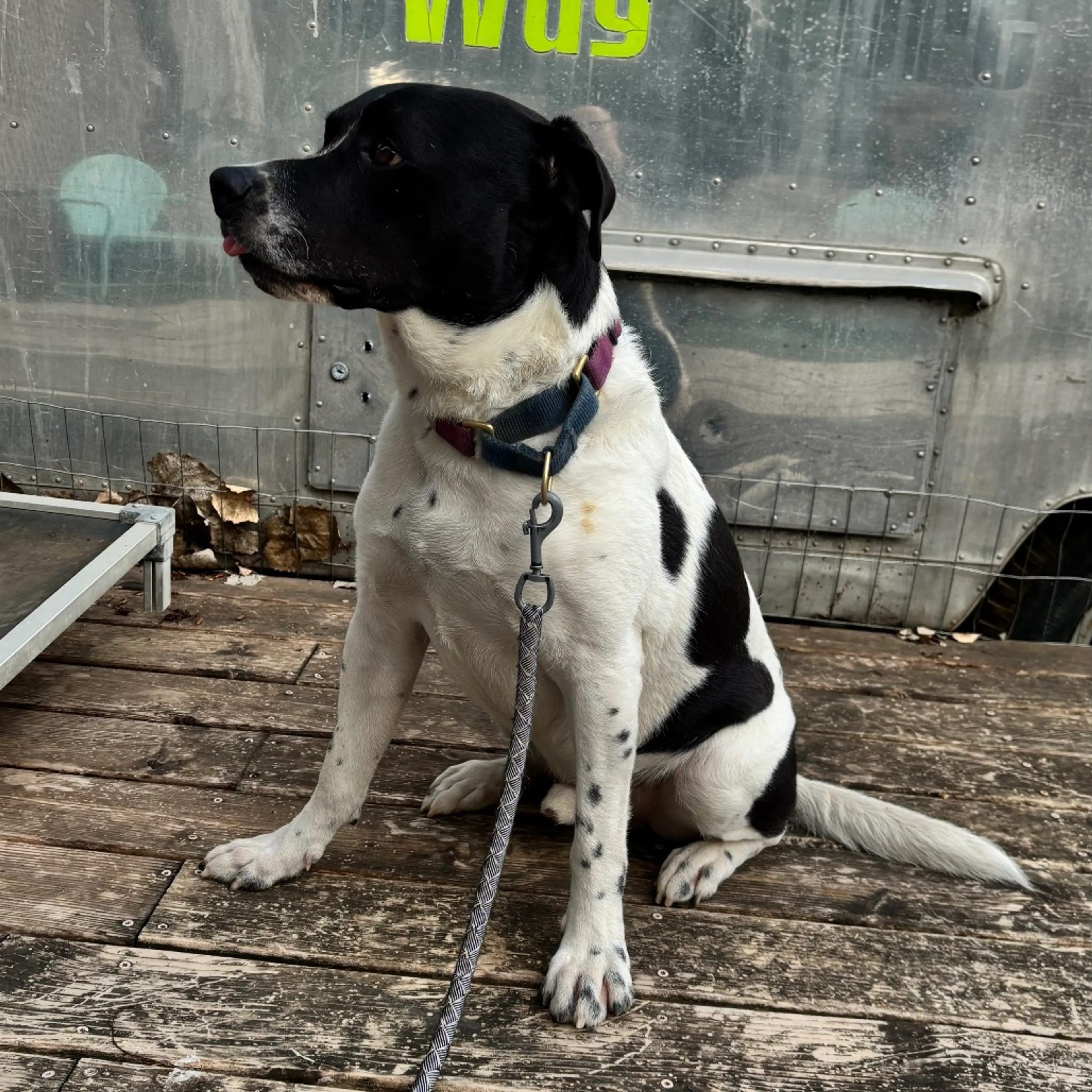 Found pet-31