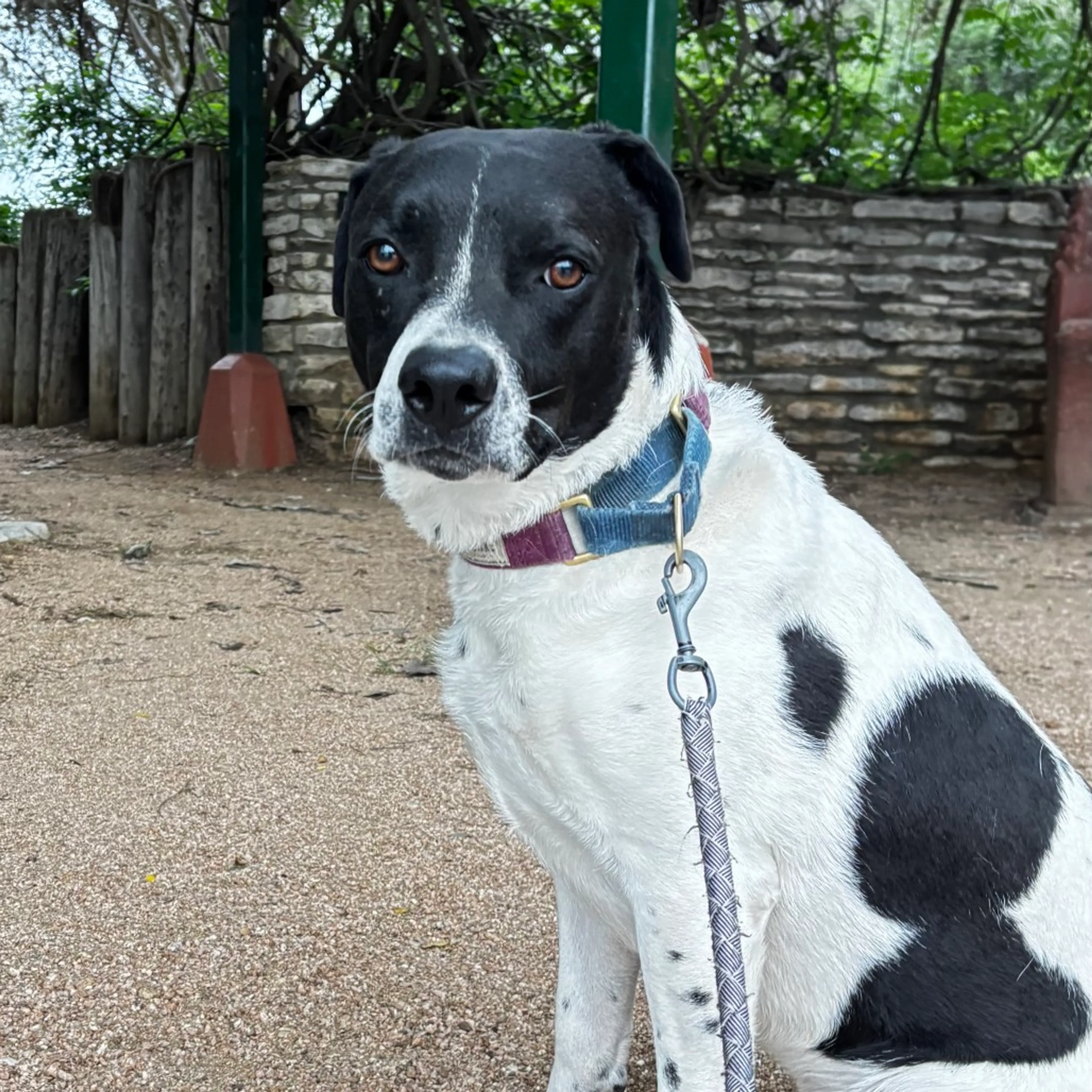 Found pet-26