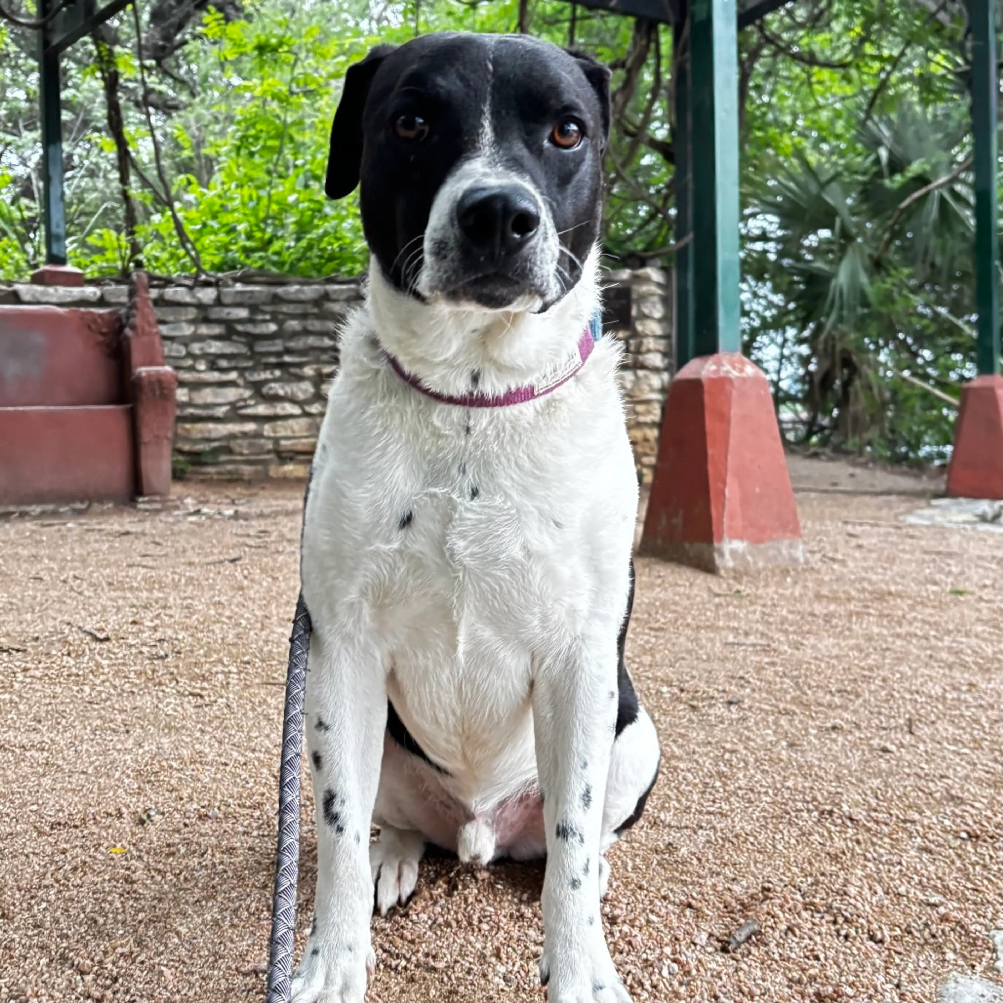 Found pet-25