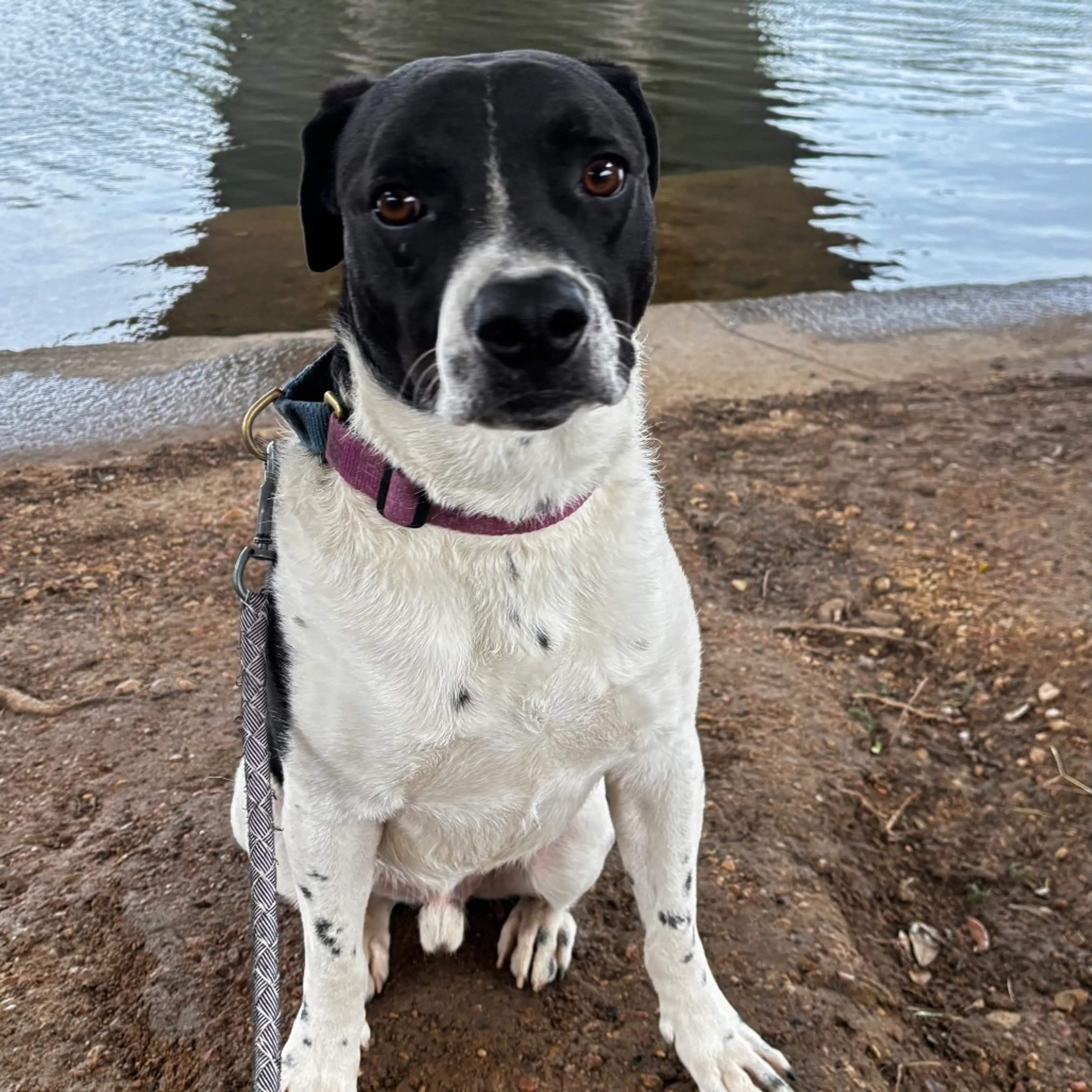 Found pet-28