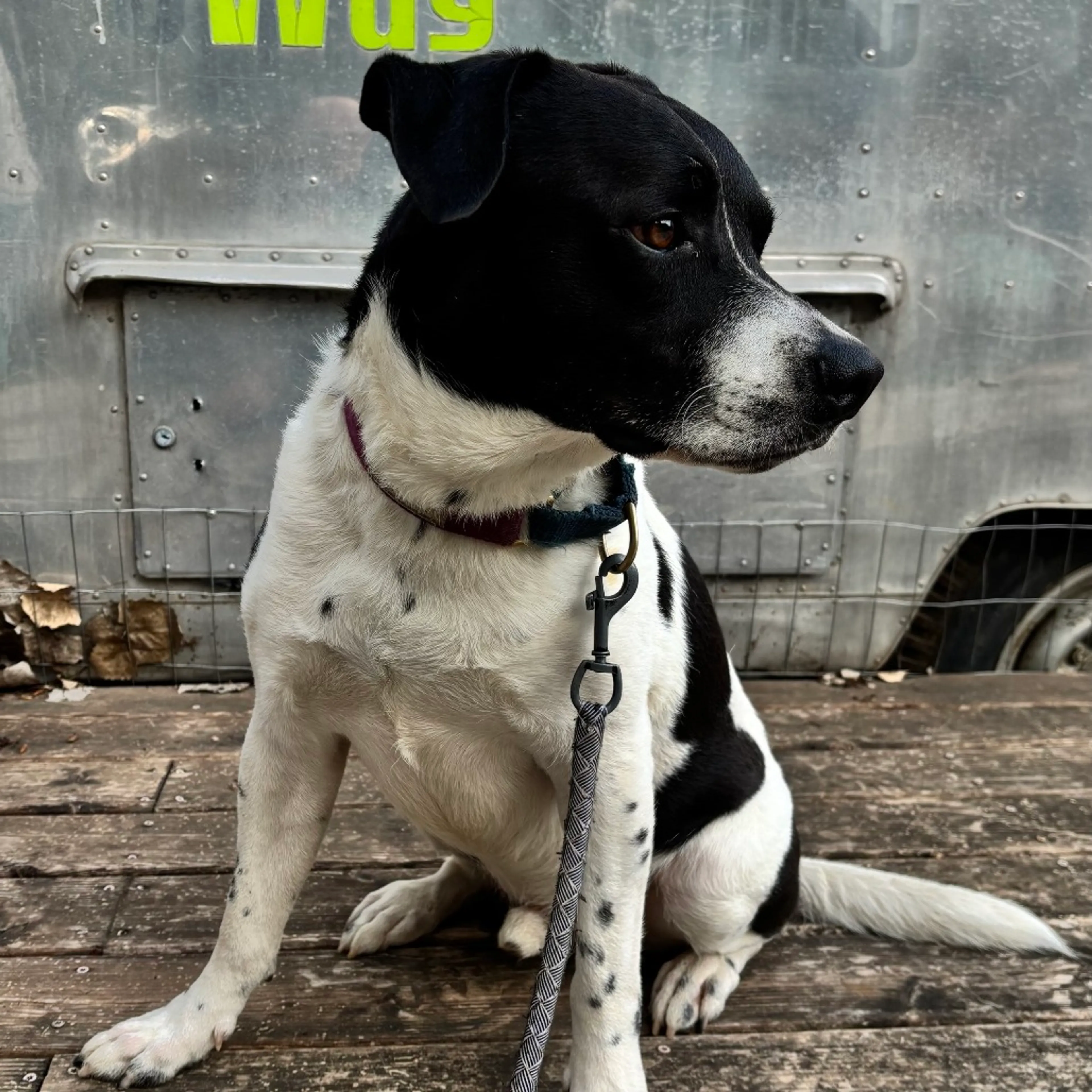 Found pet-32