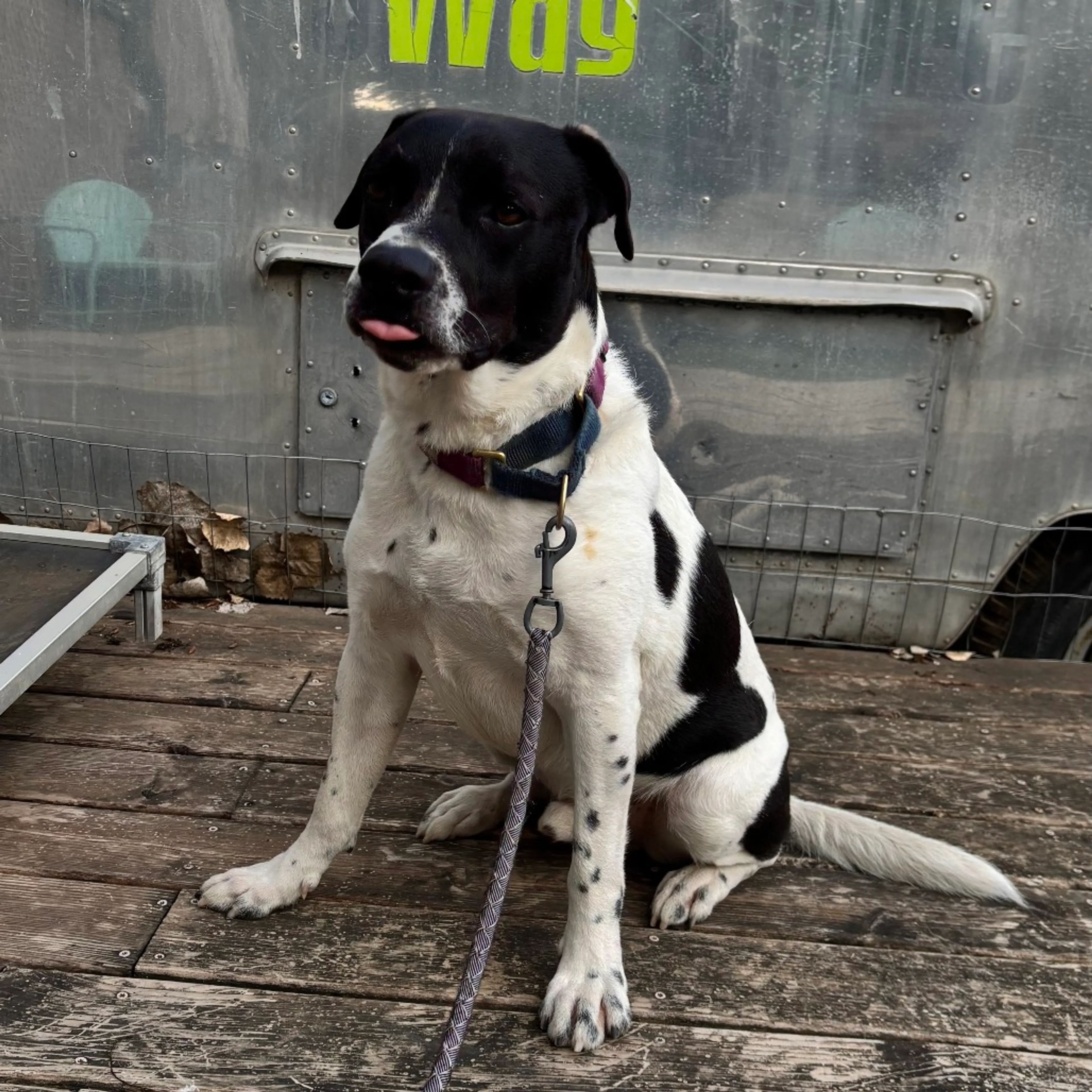 Found pet-30