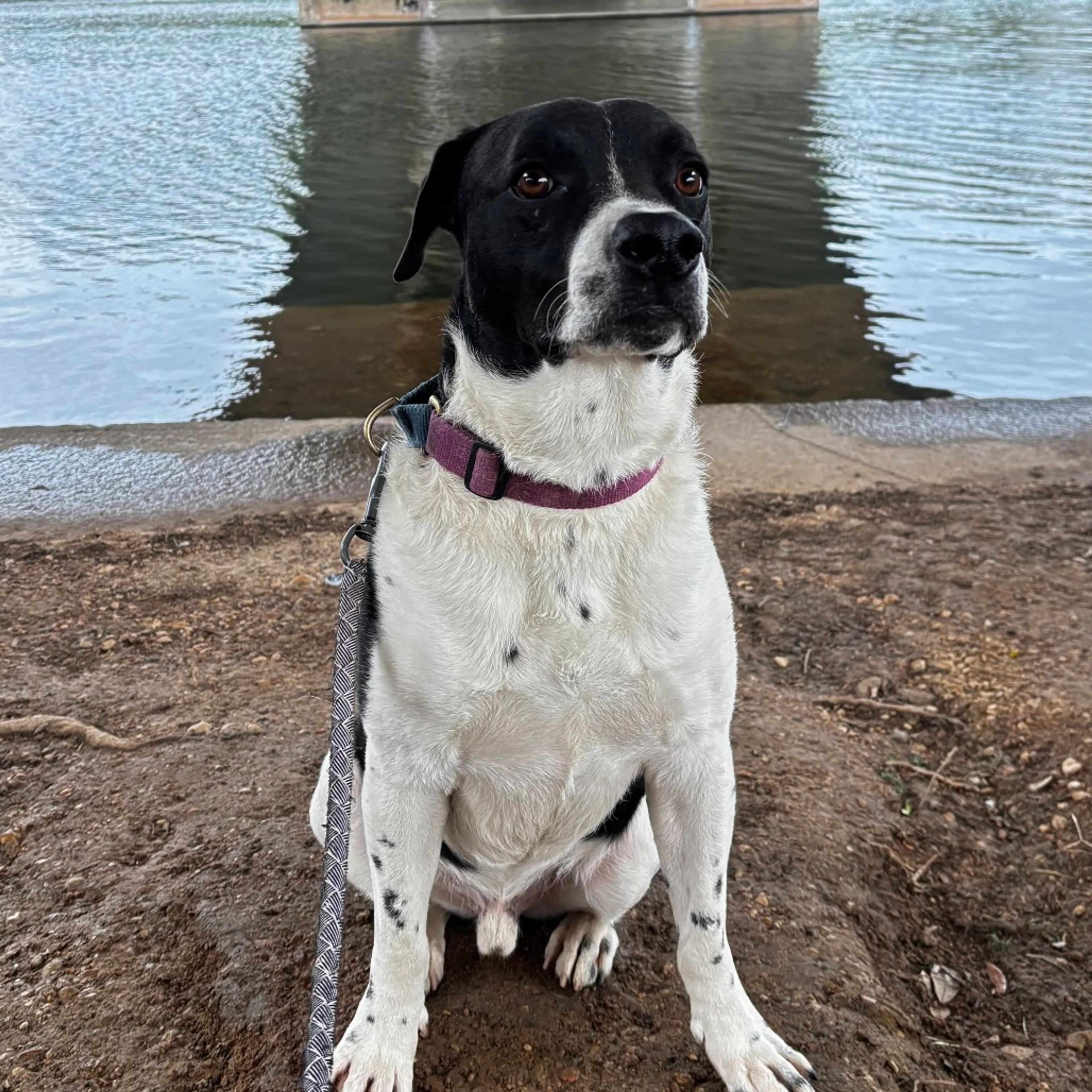 Found pet-29