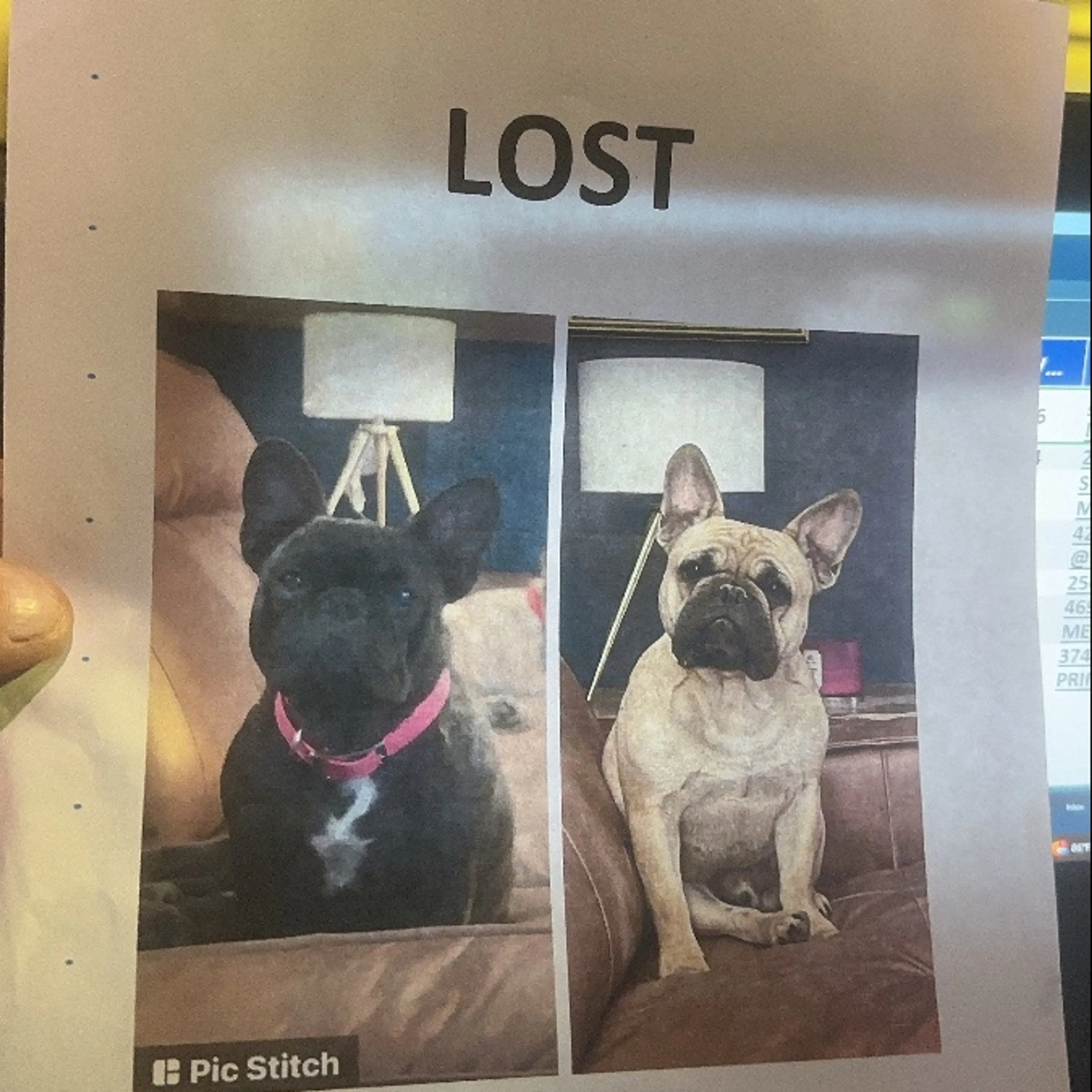 Lost pet
