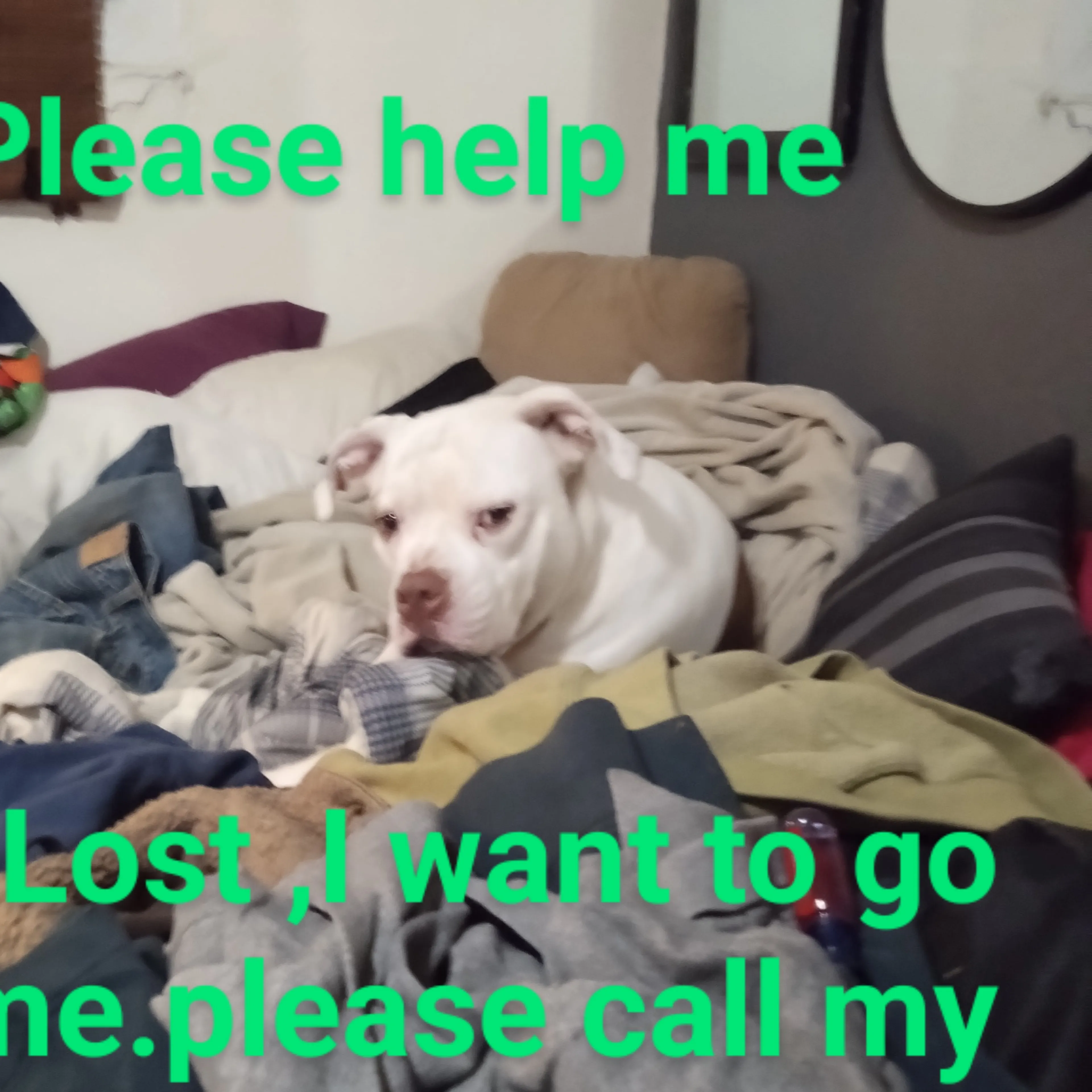 Lost pet-3