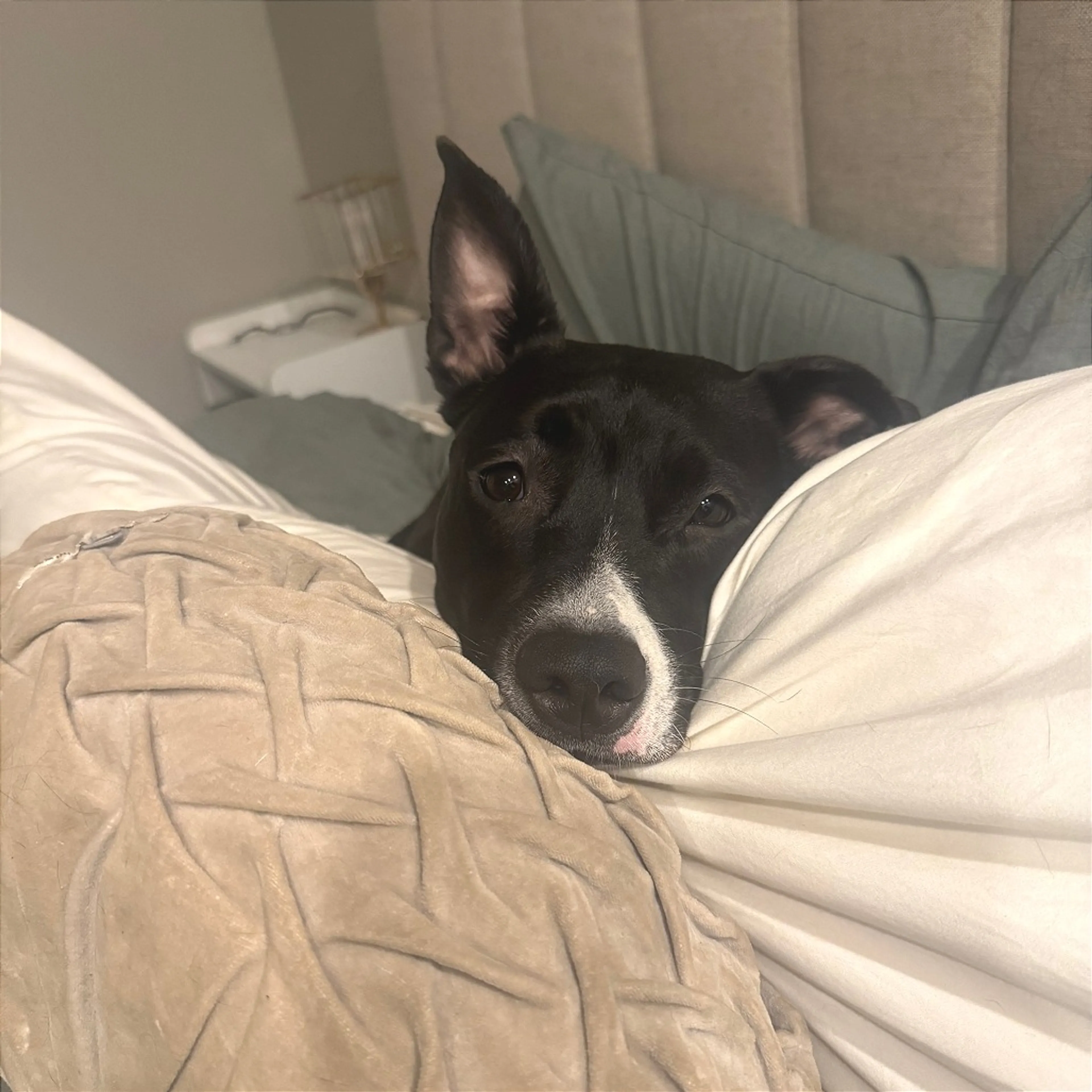 Found pet-8