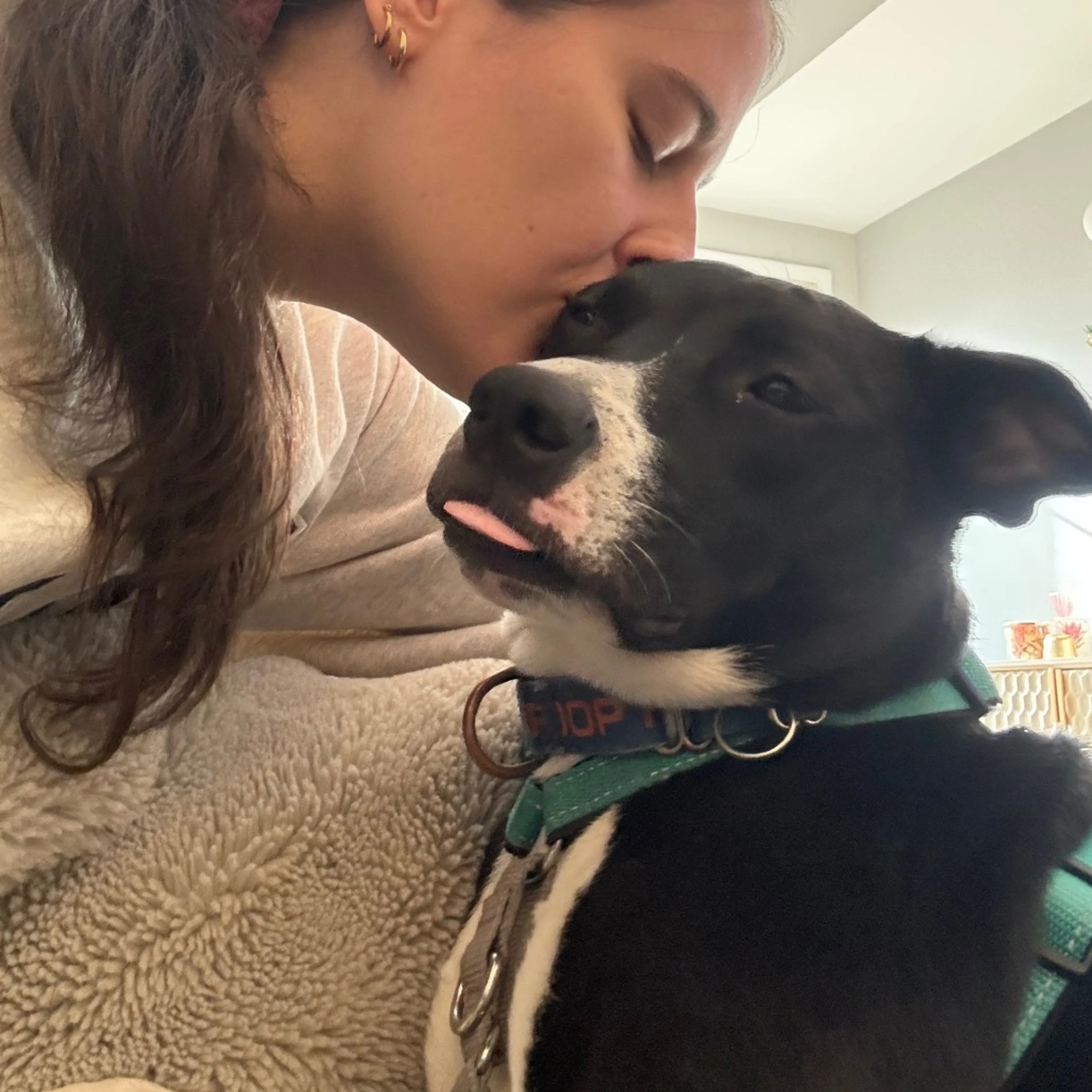 Found pet-7