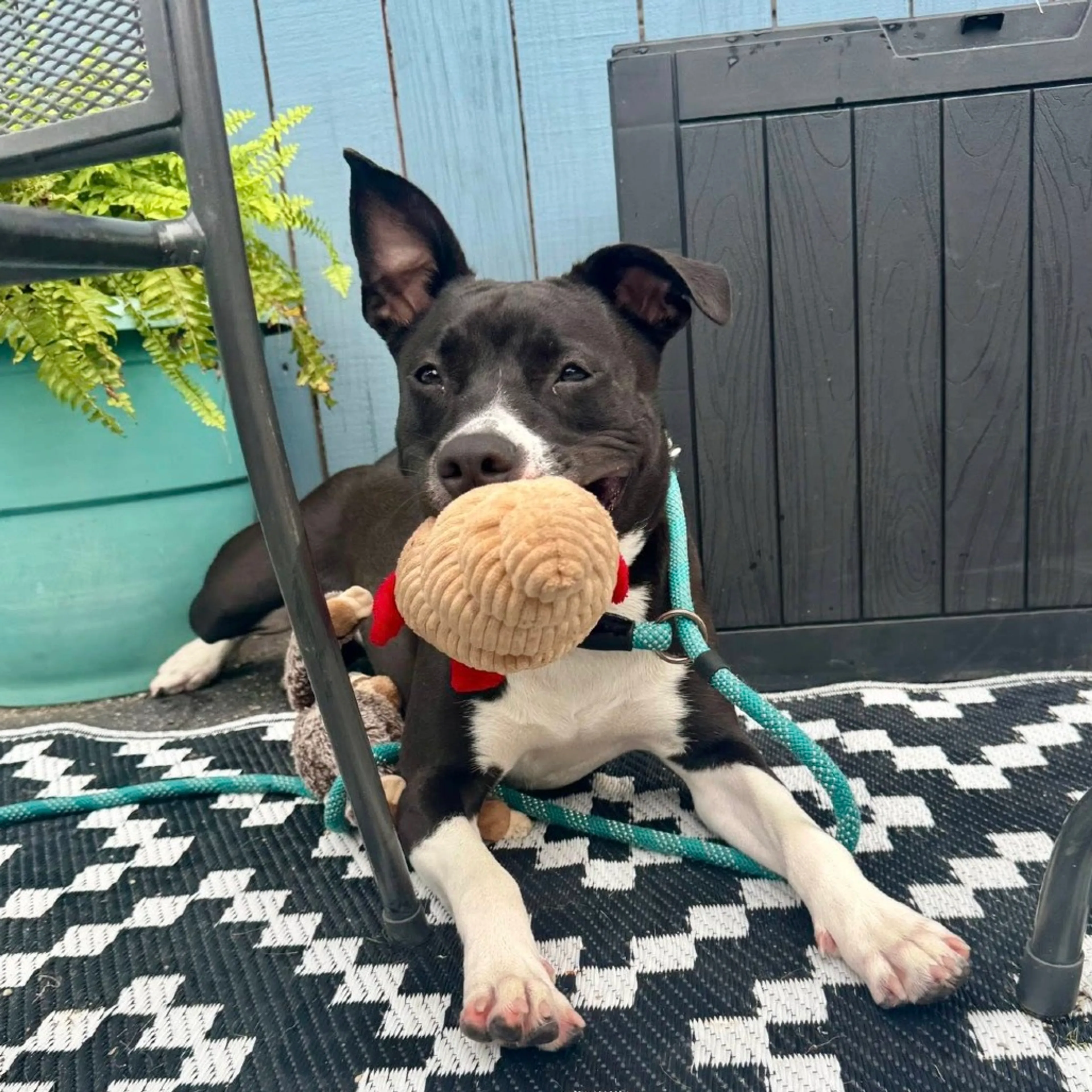 Found pet-4
