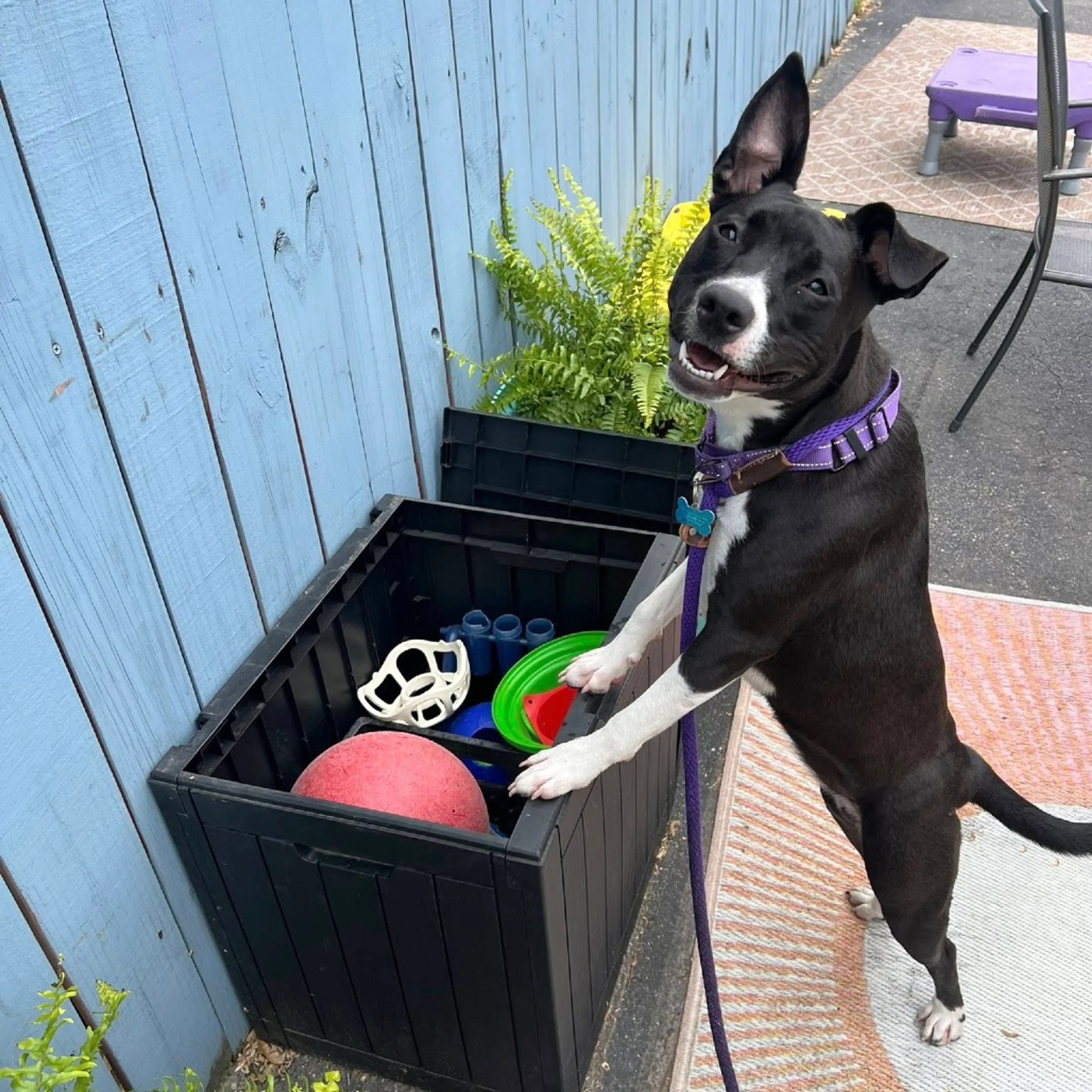 Found pet-2