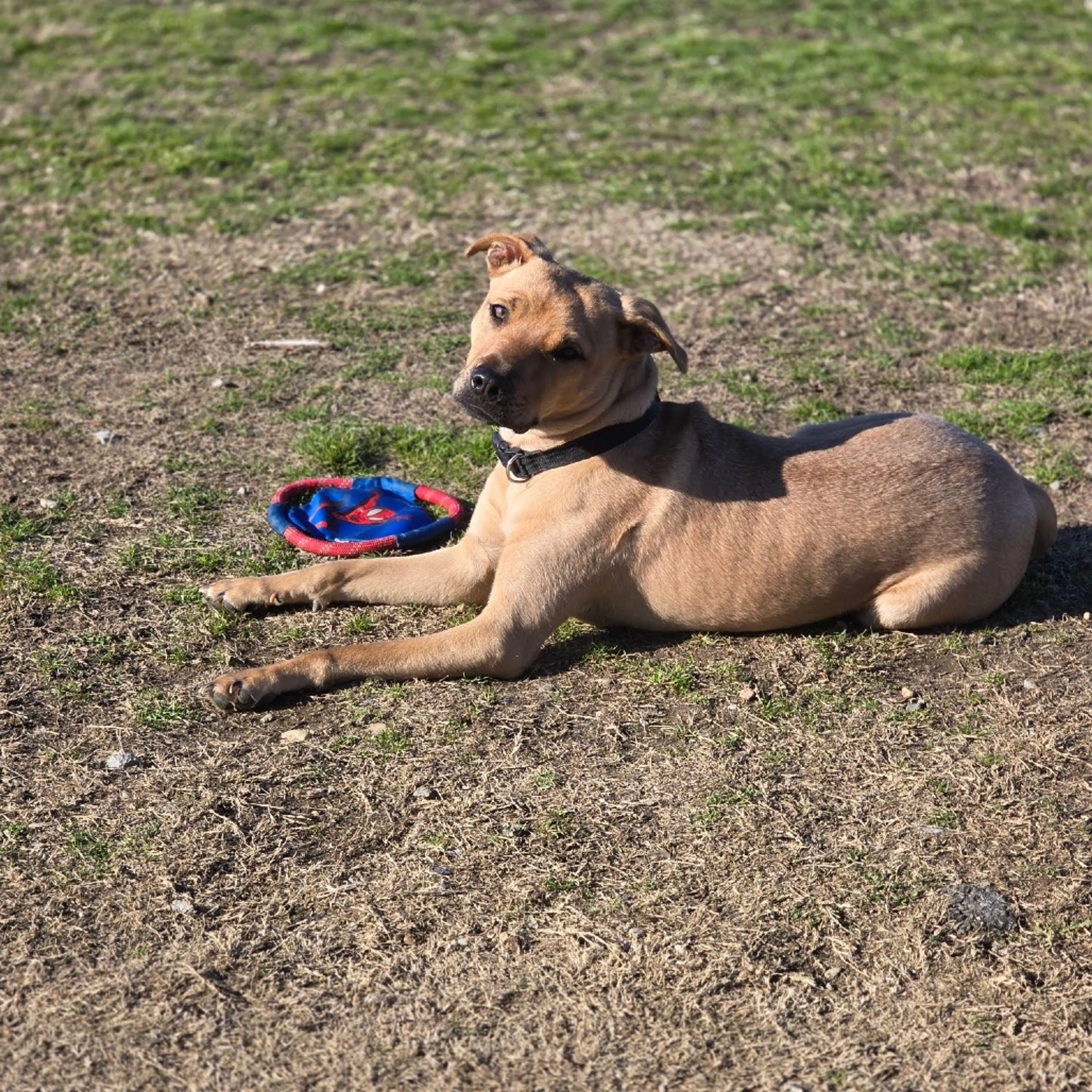 Found pet-19