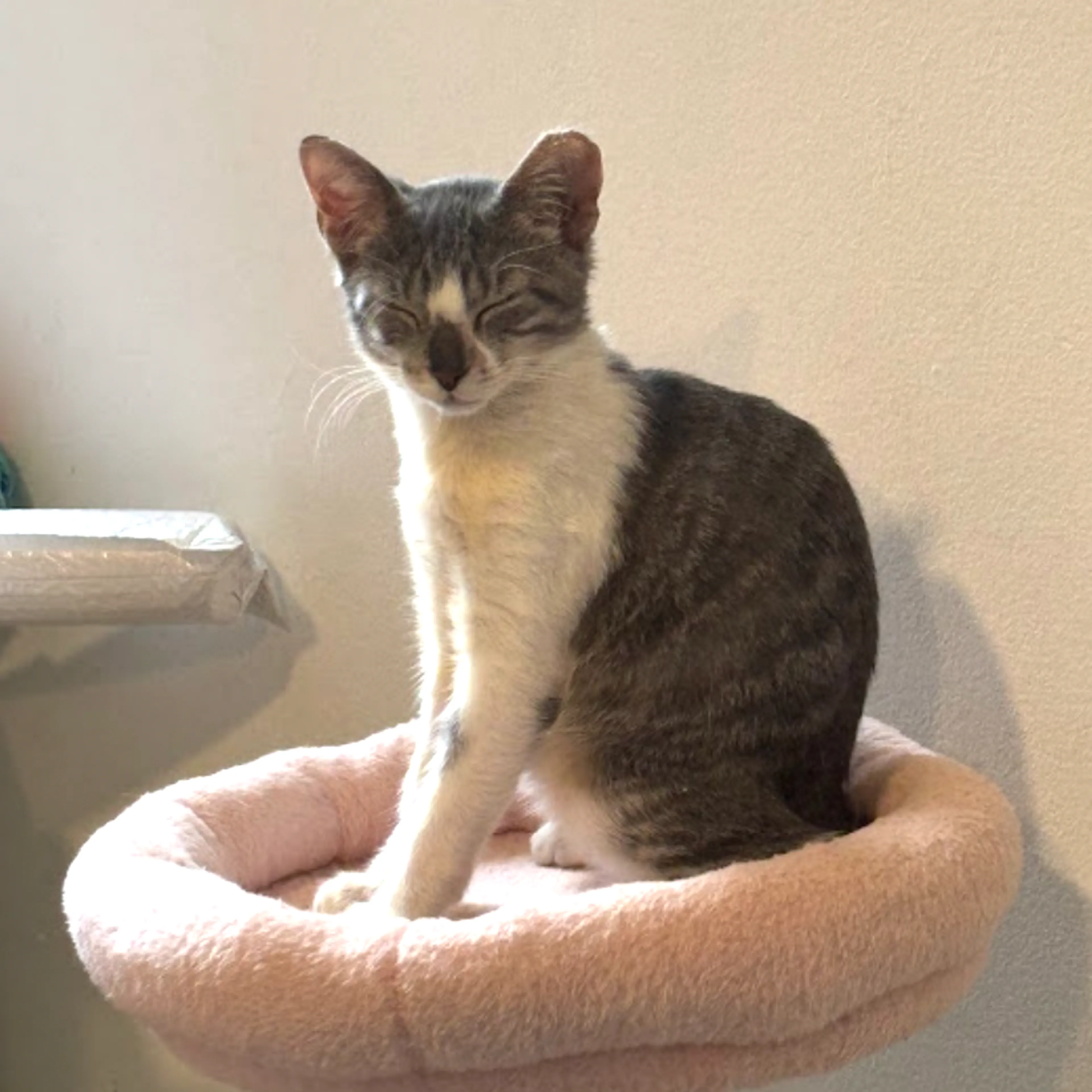 Found pet-6