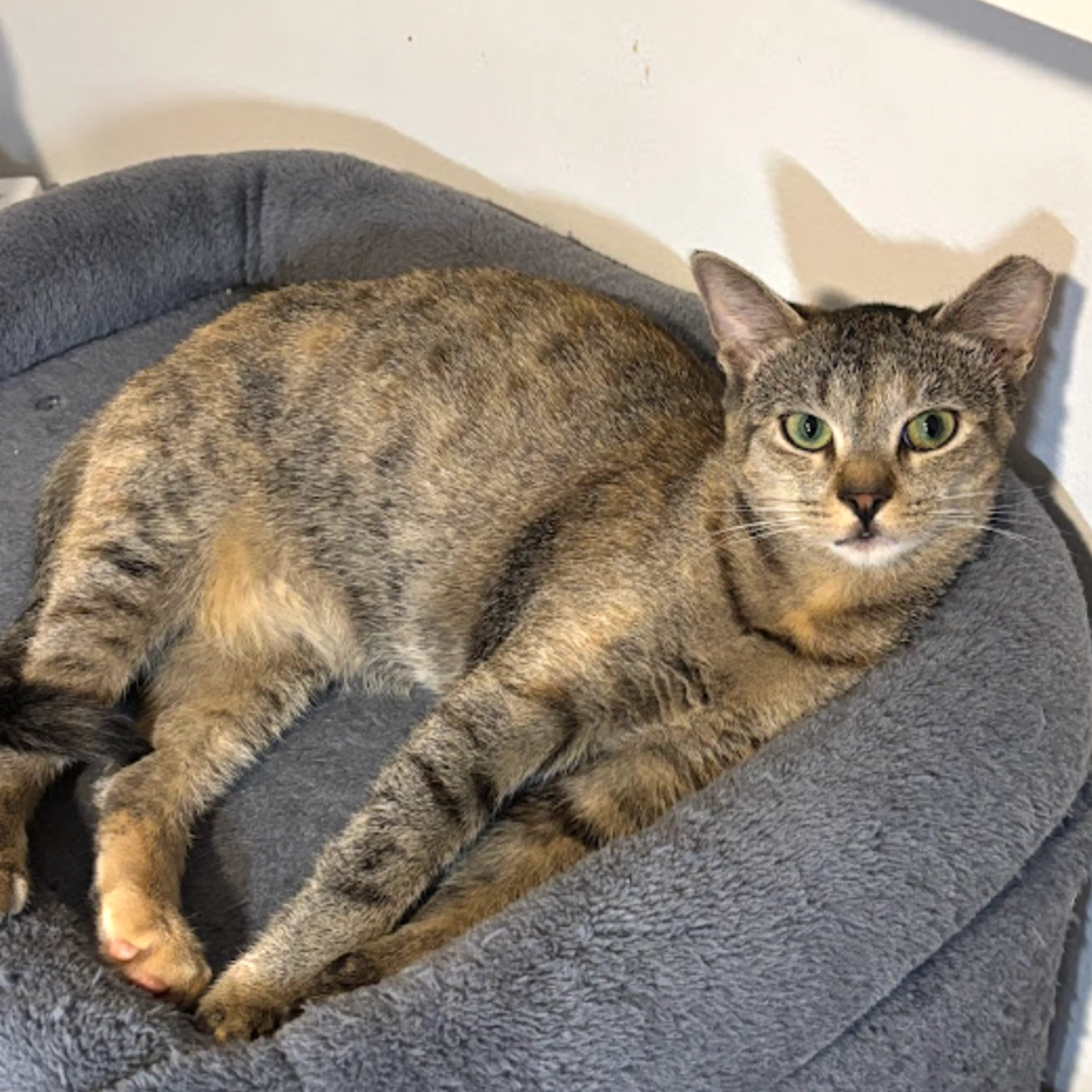Found pet-7