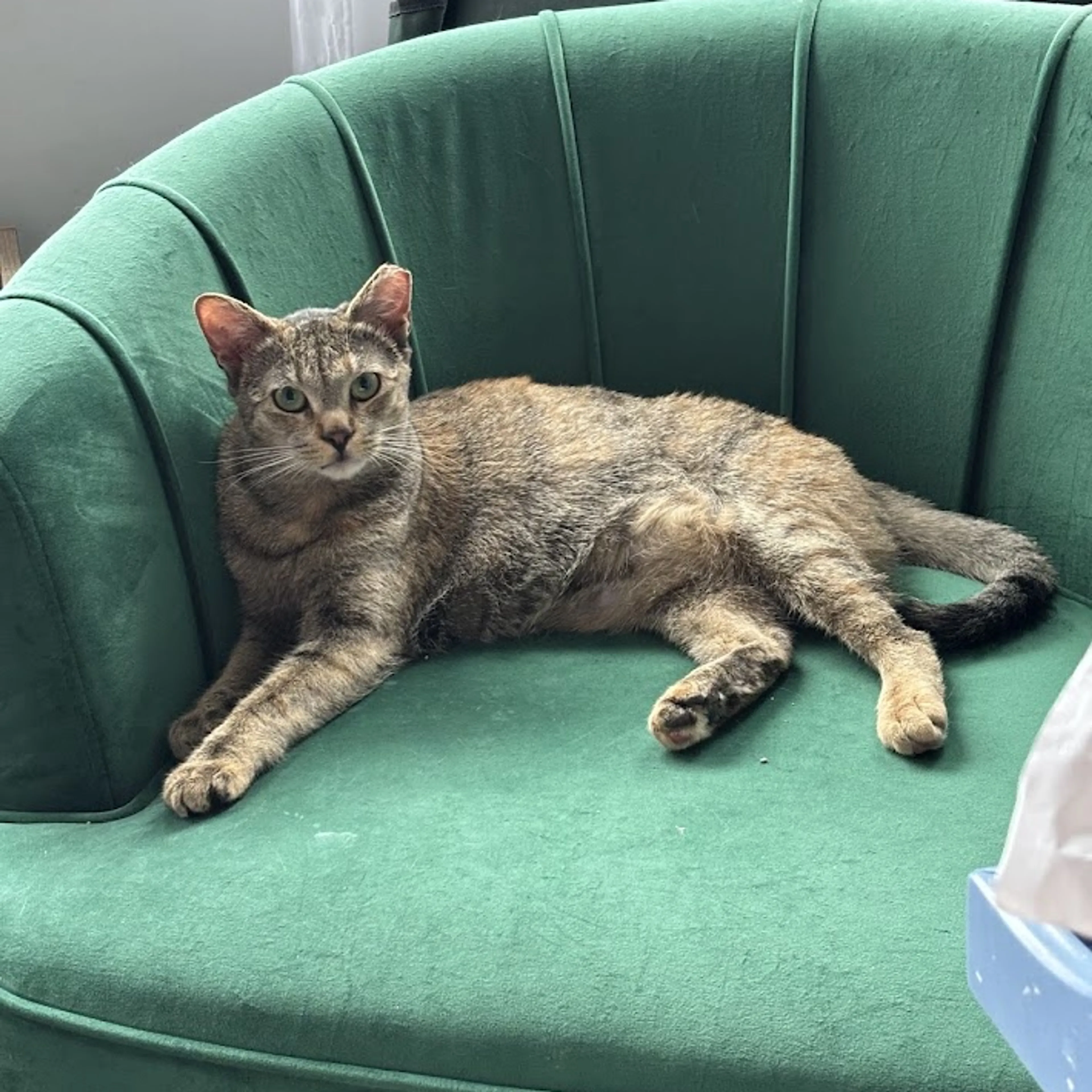 Found pet-8