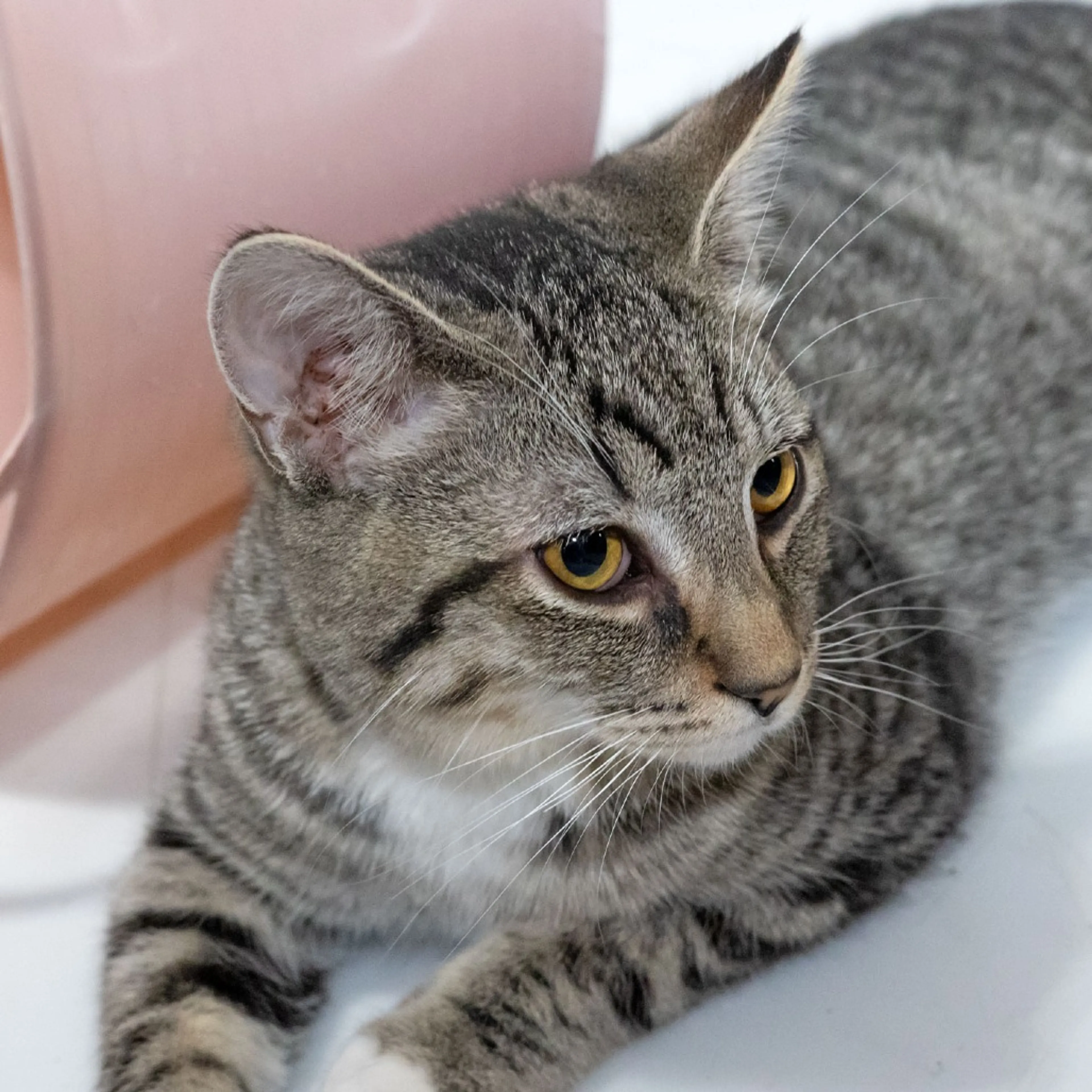 Found pet-4