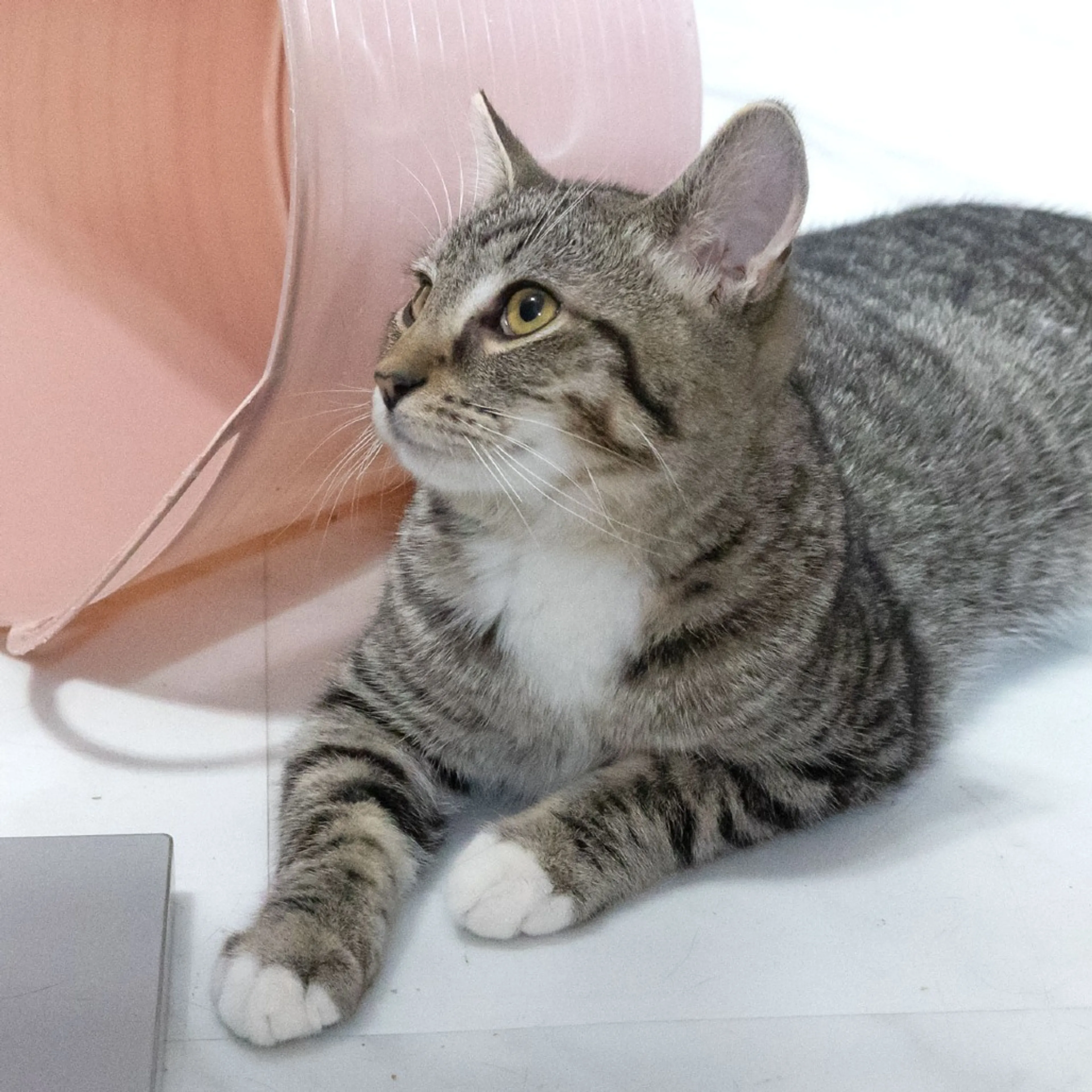 Found pet-3