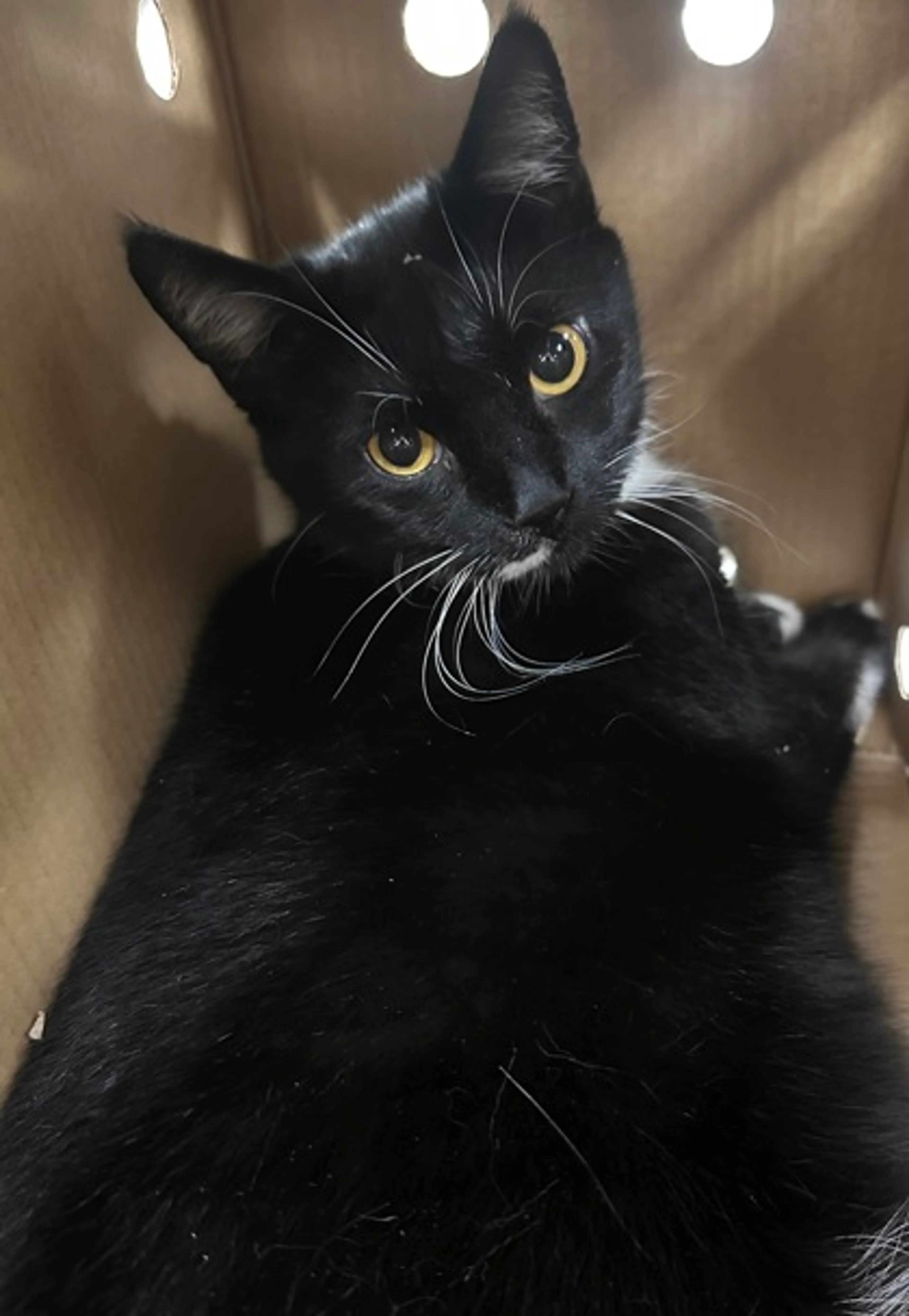 Found pet