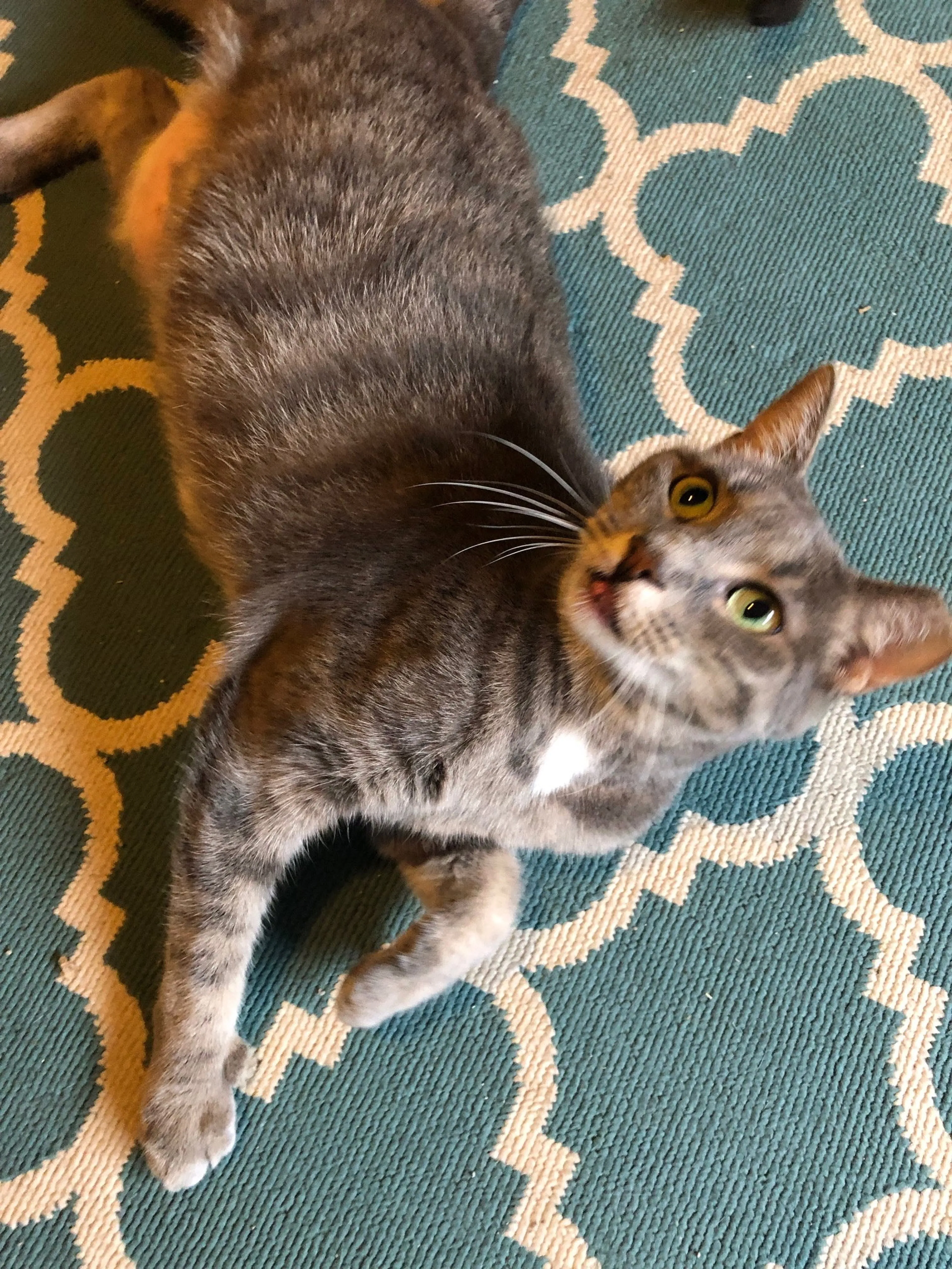 Found pet-2