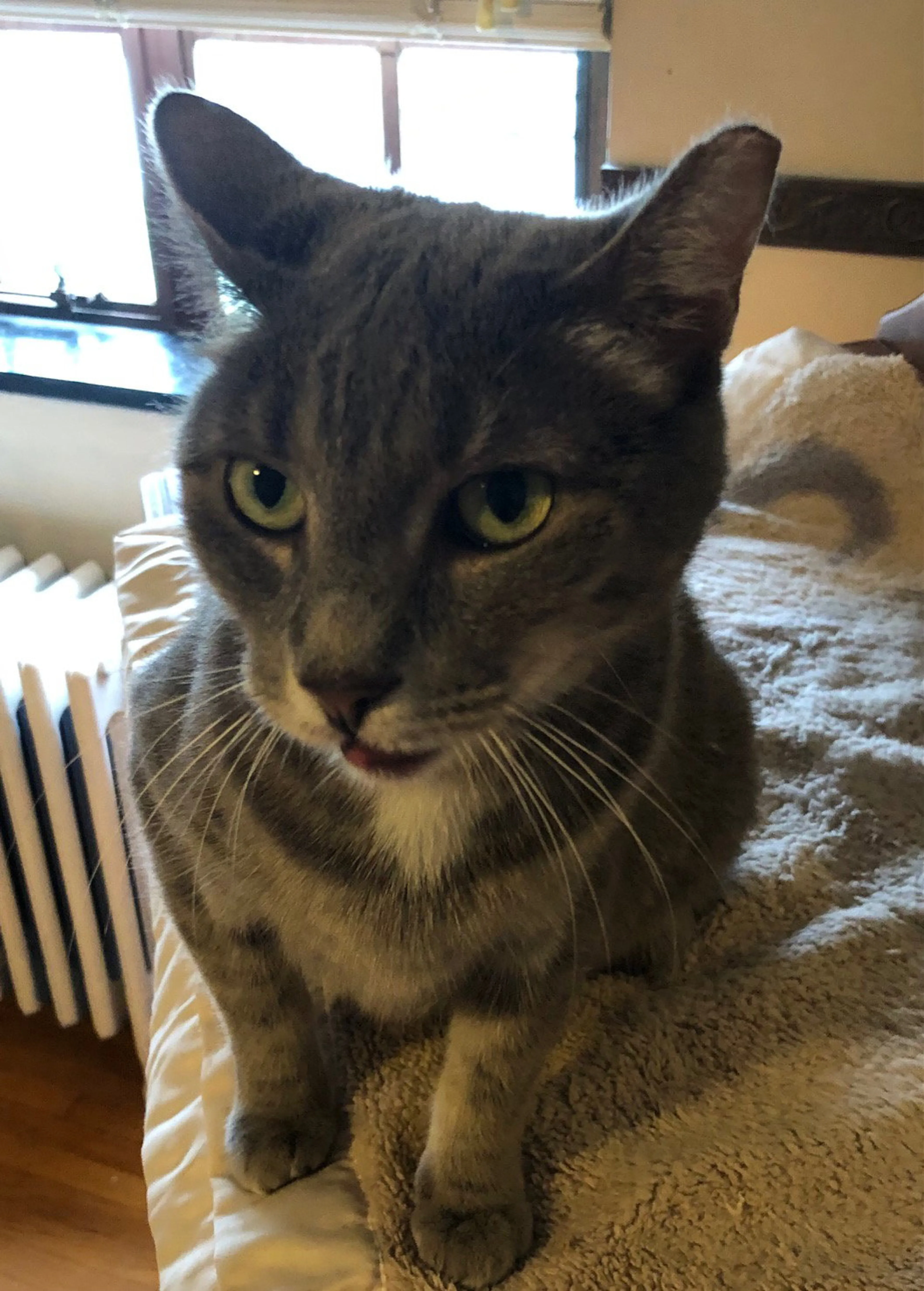 Found pet-1