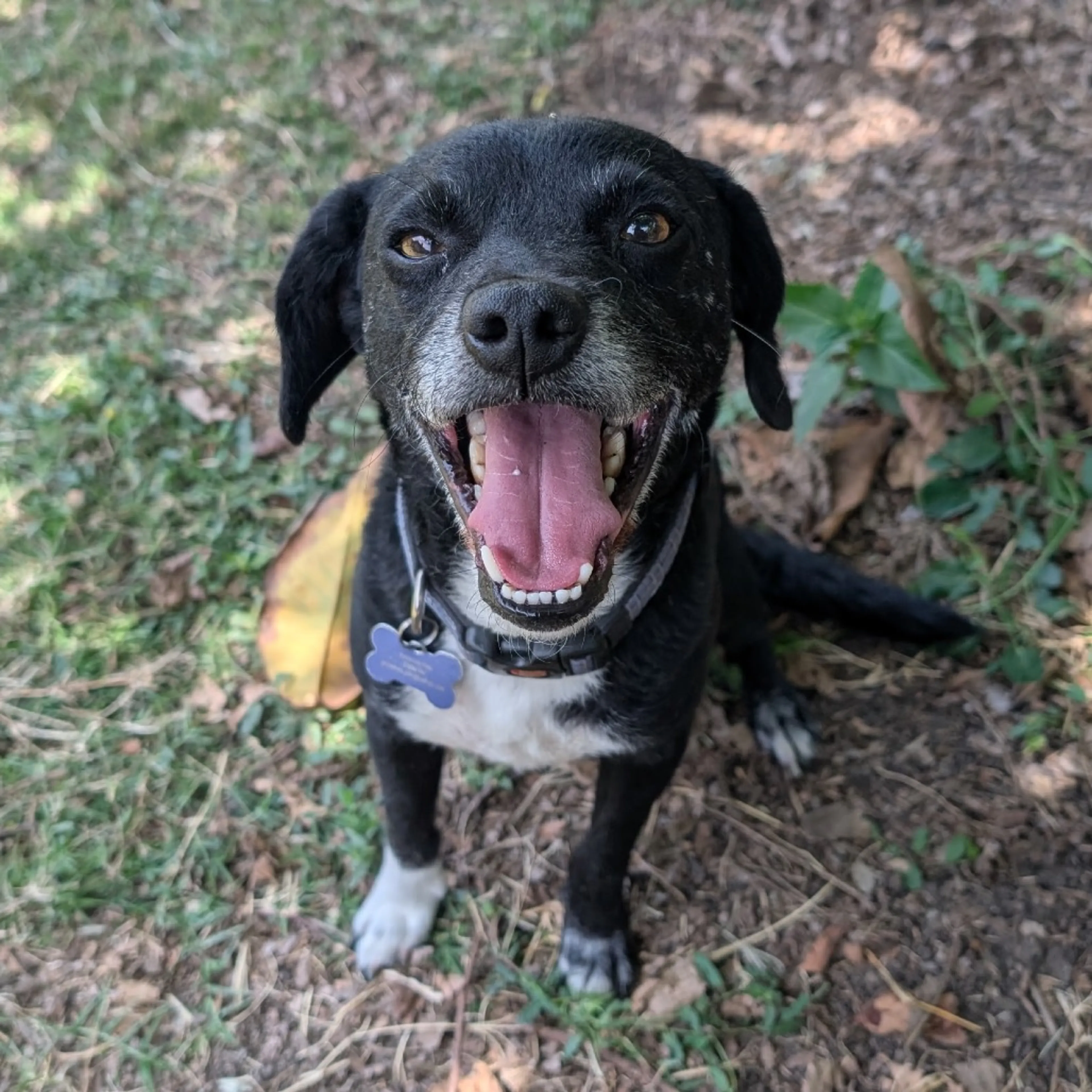 Found pet-17