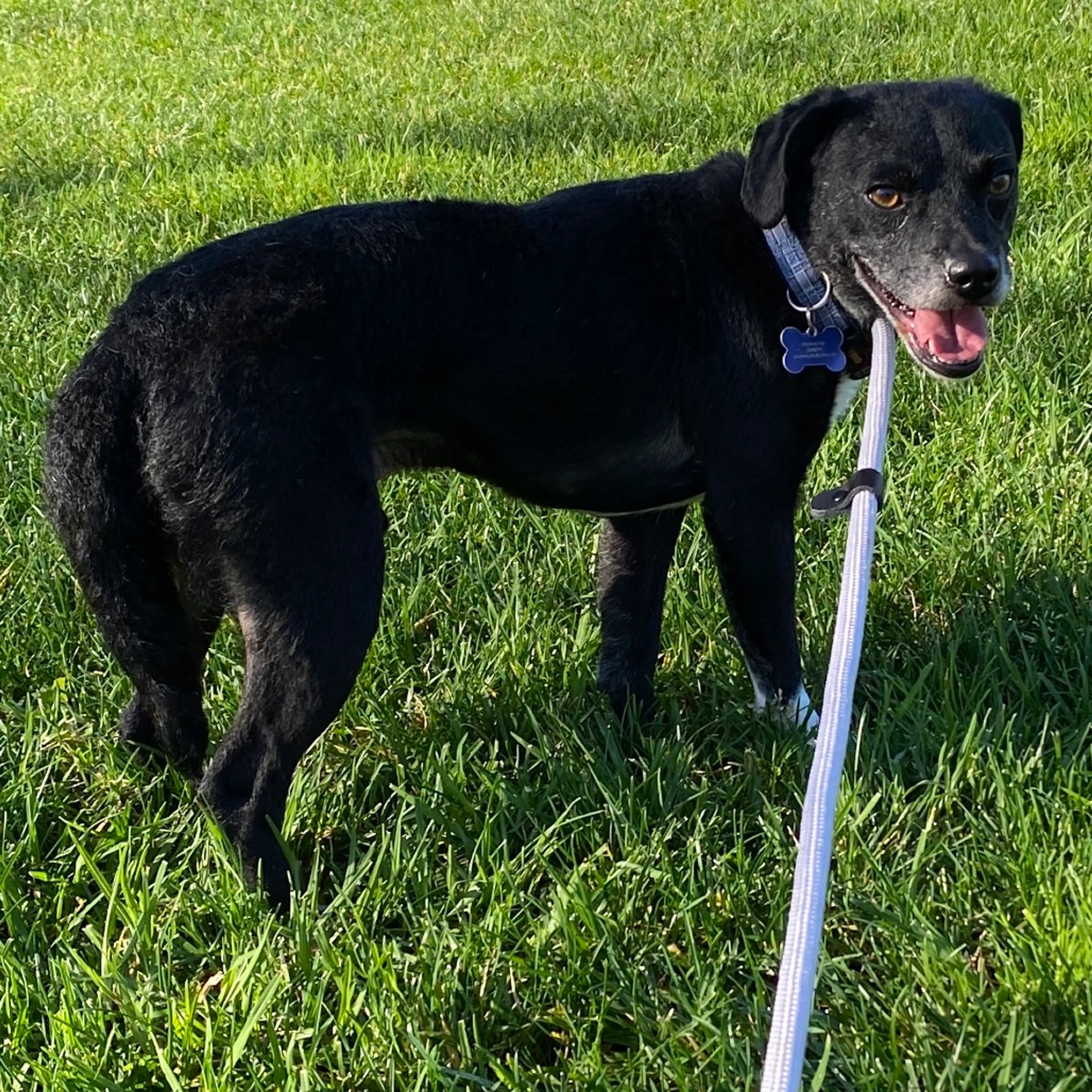 Found pet-14