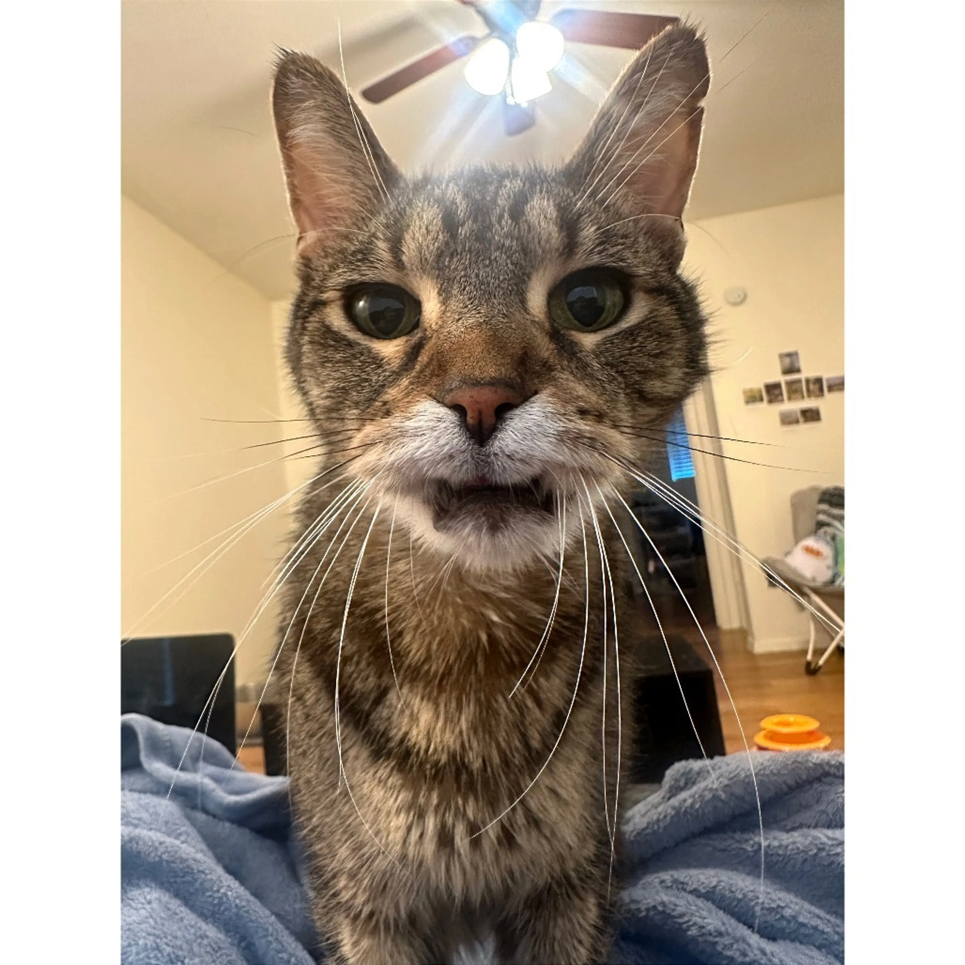 Found pet-6