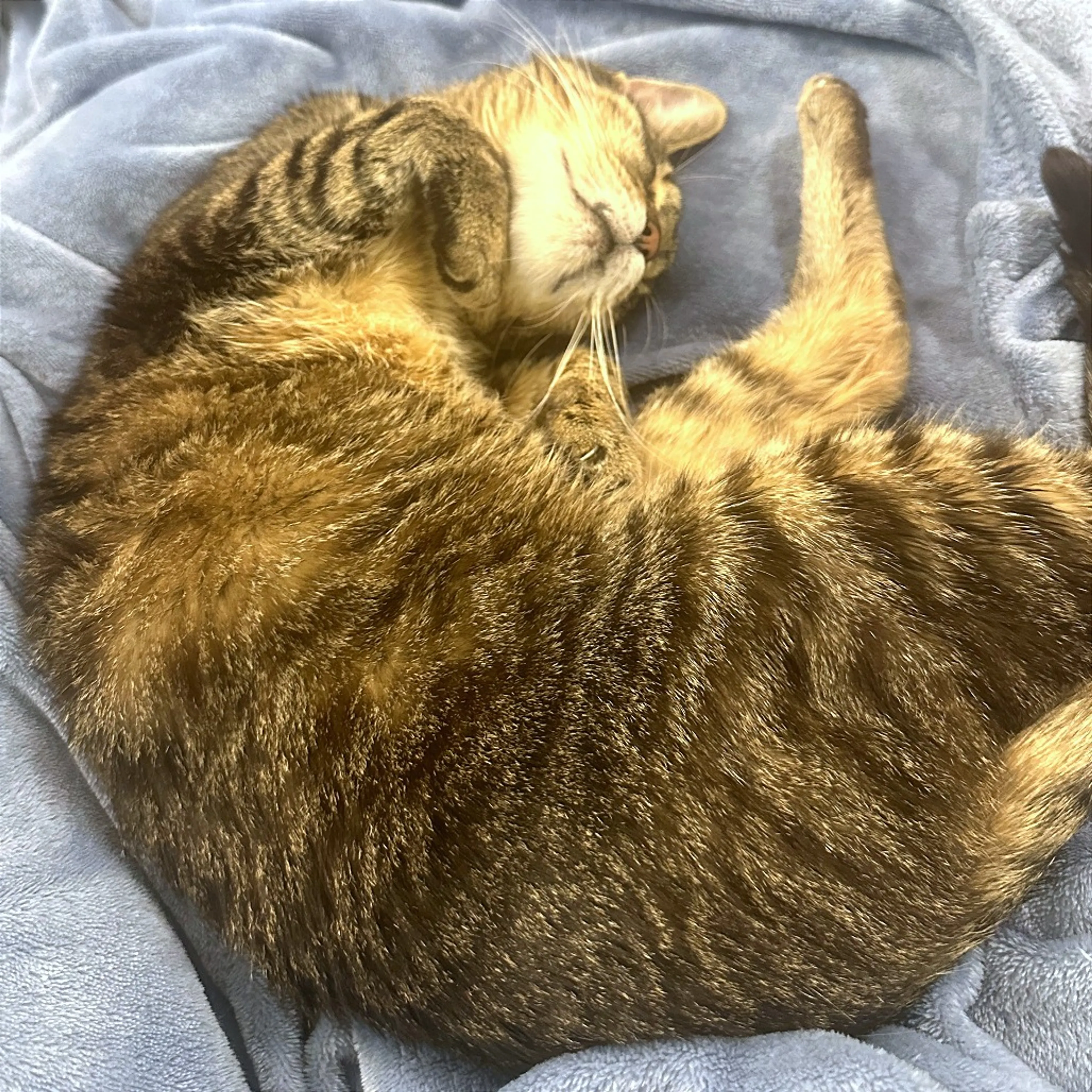 Found pet-7
