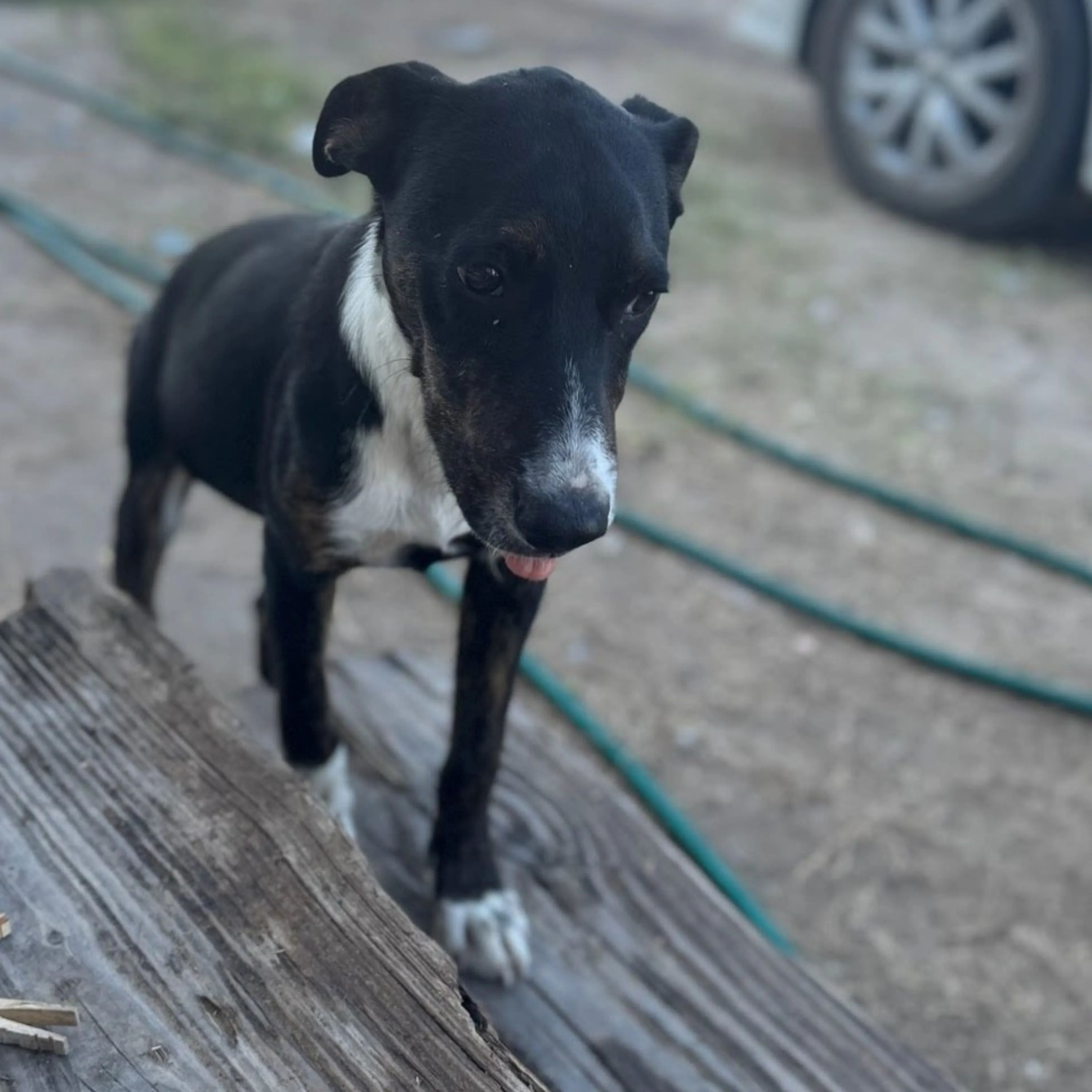 Found pet-0