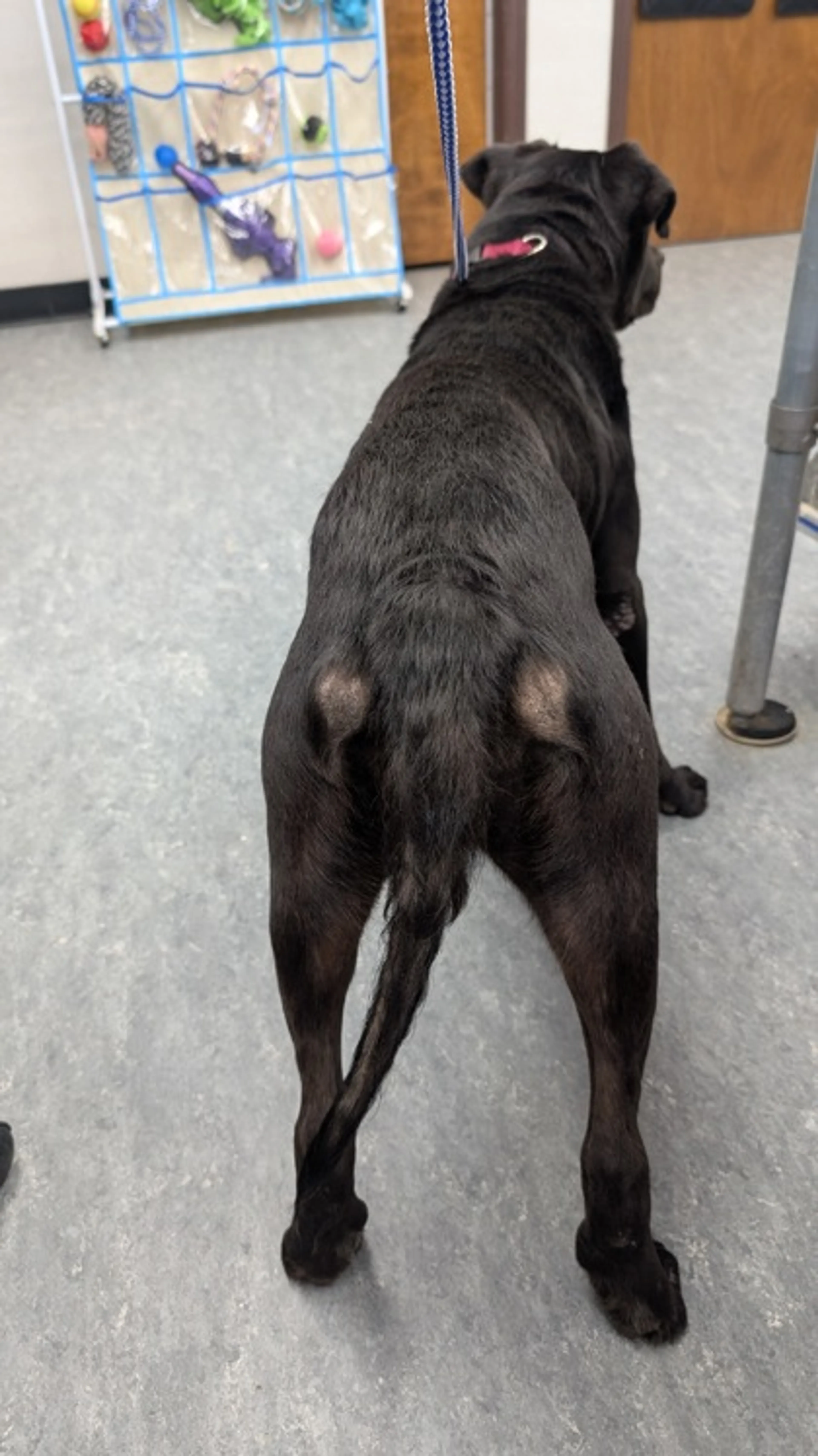 Found pet-2