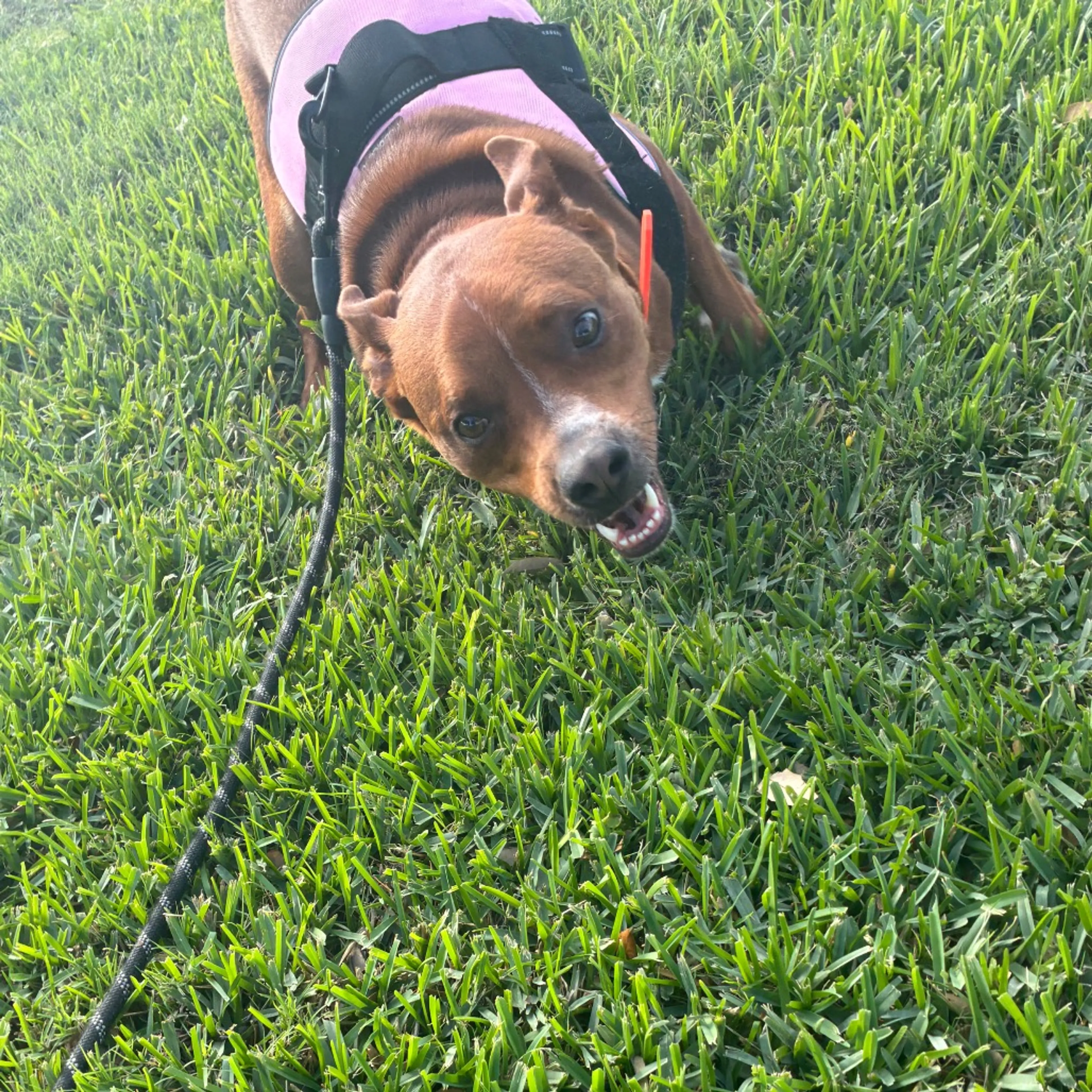 Found pet-18