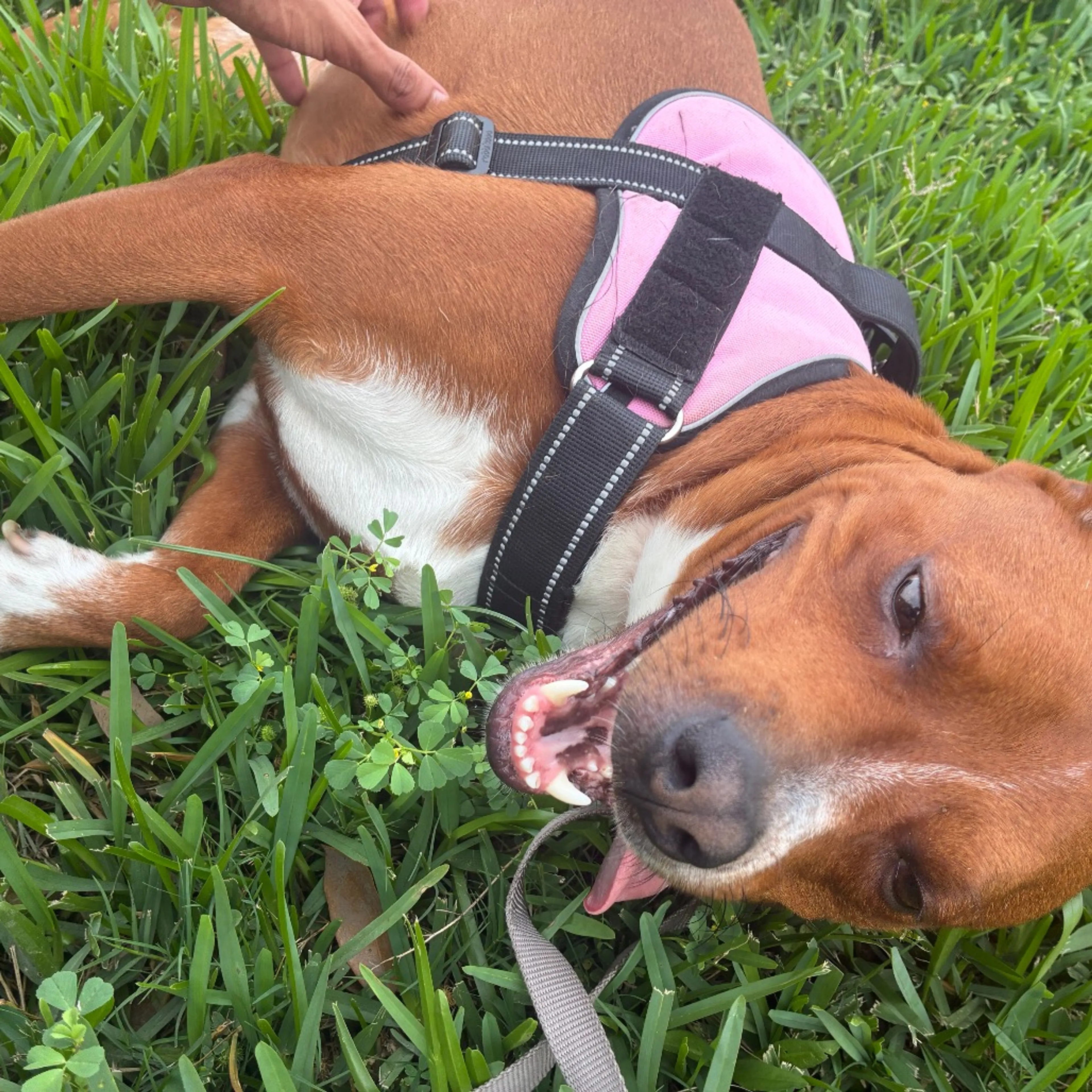 Found pet-16