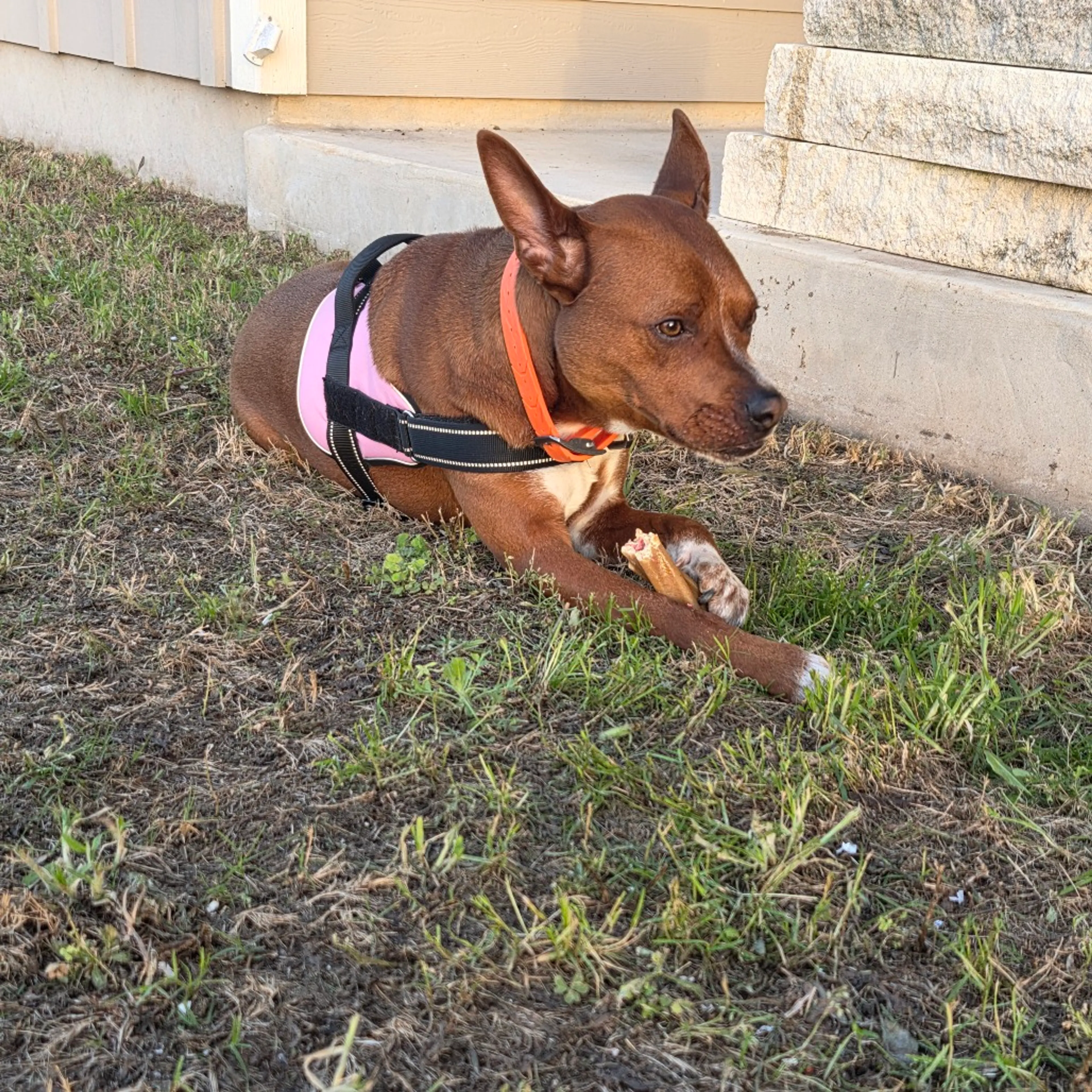 Found pet-12