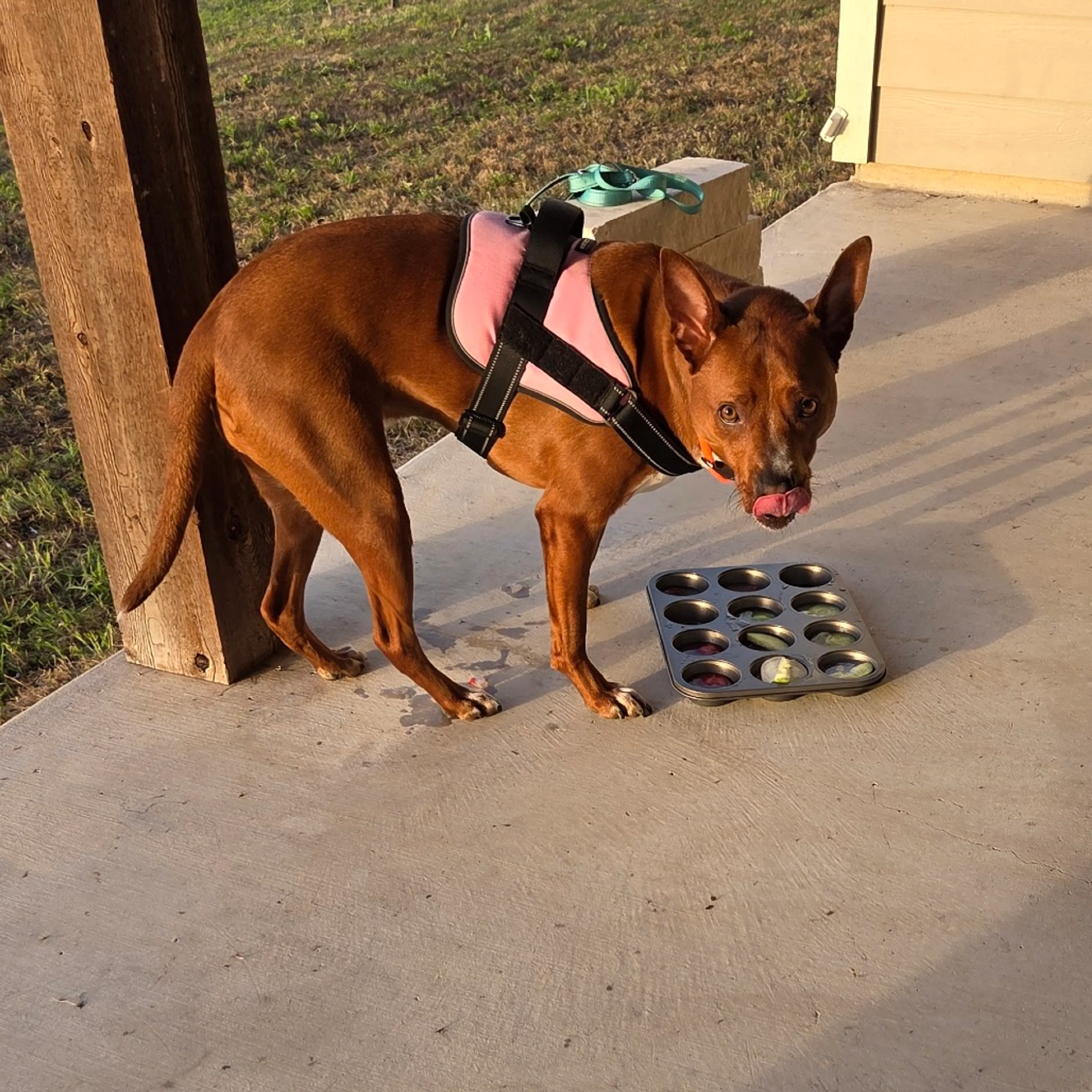 Found pet-14