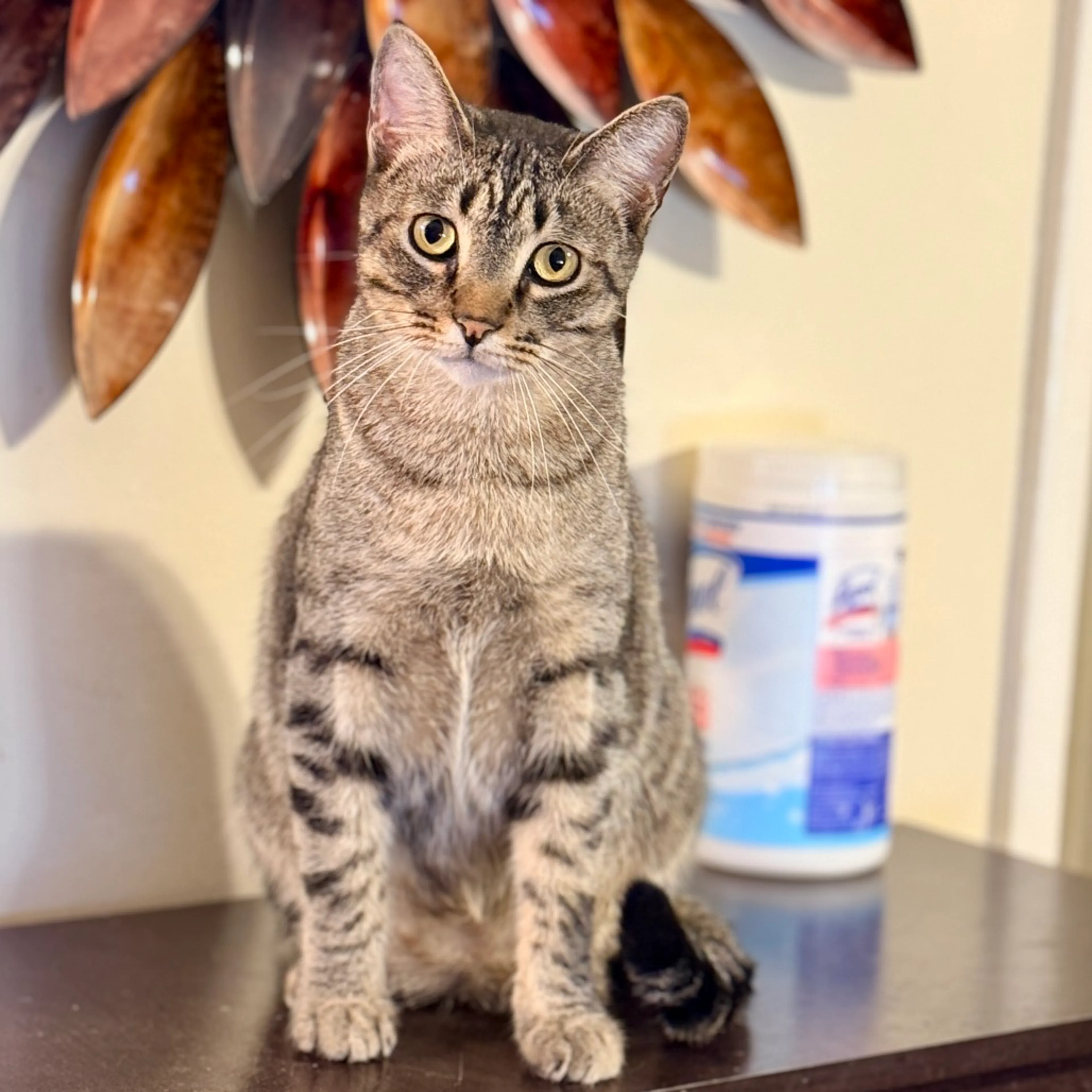 Found pet-2