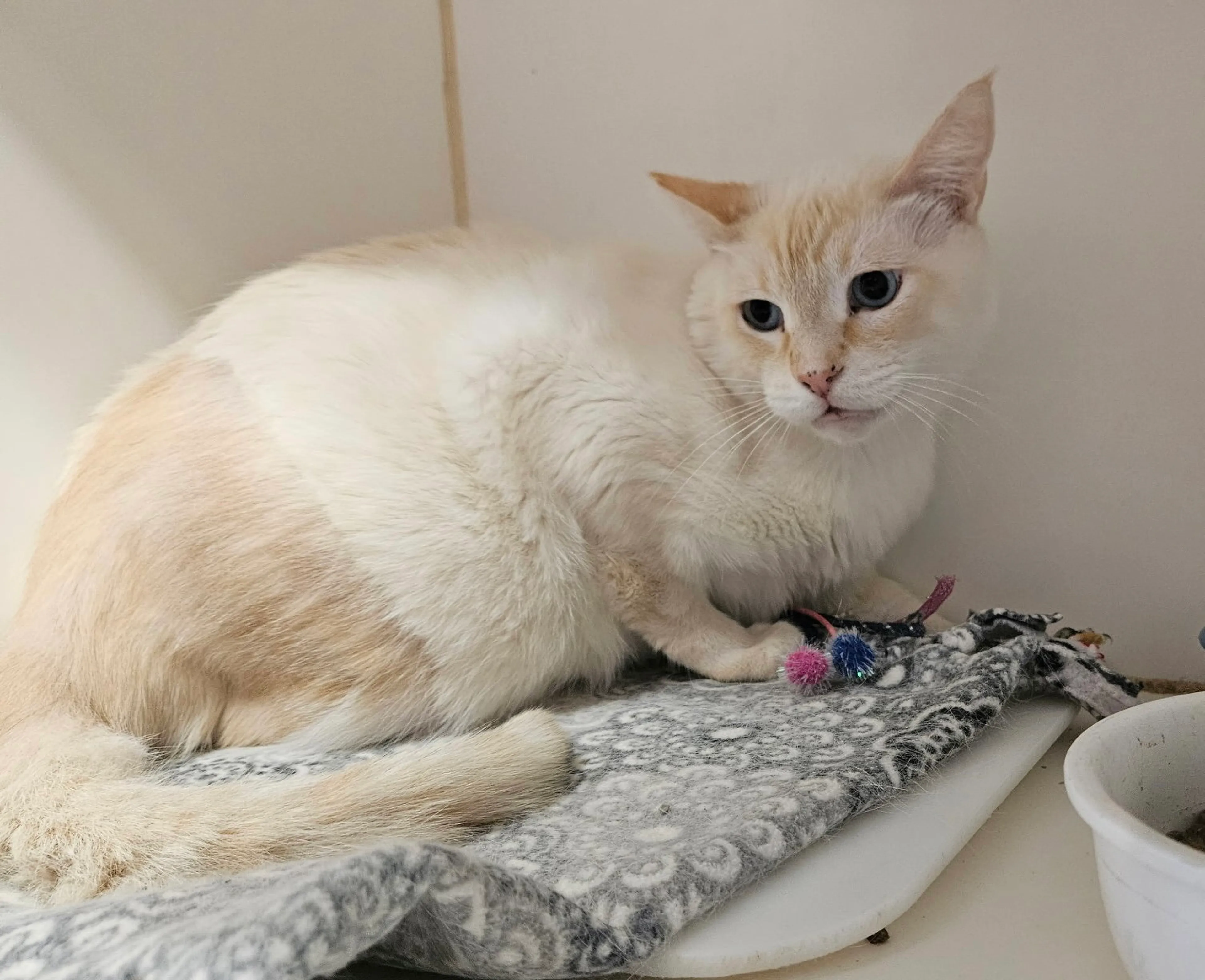 Found pet-1