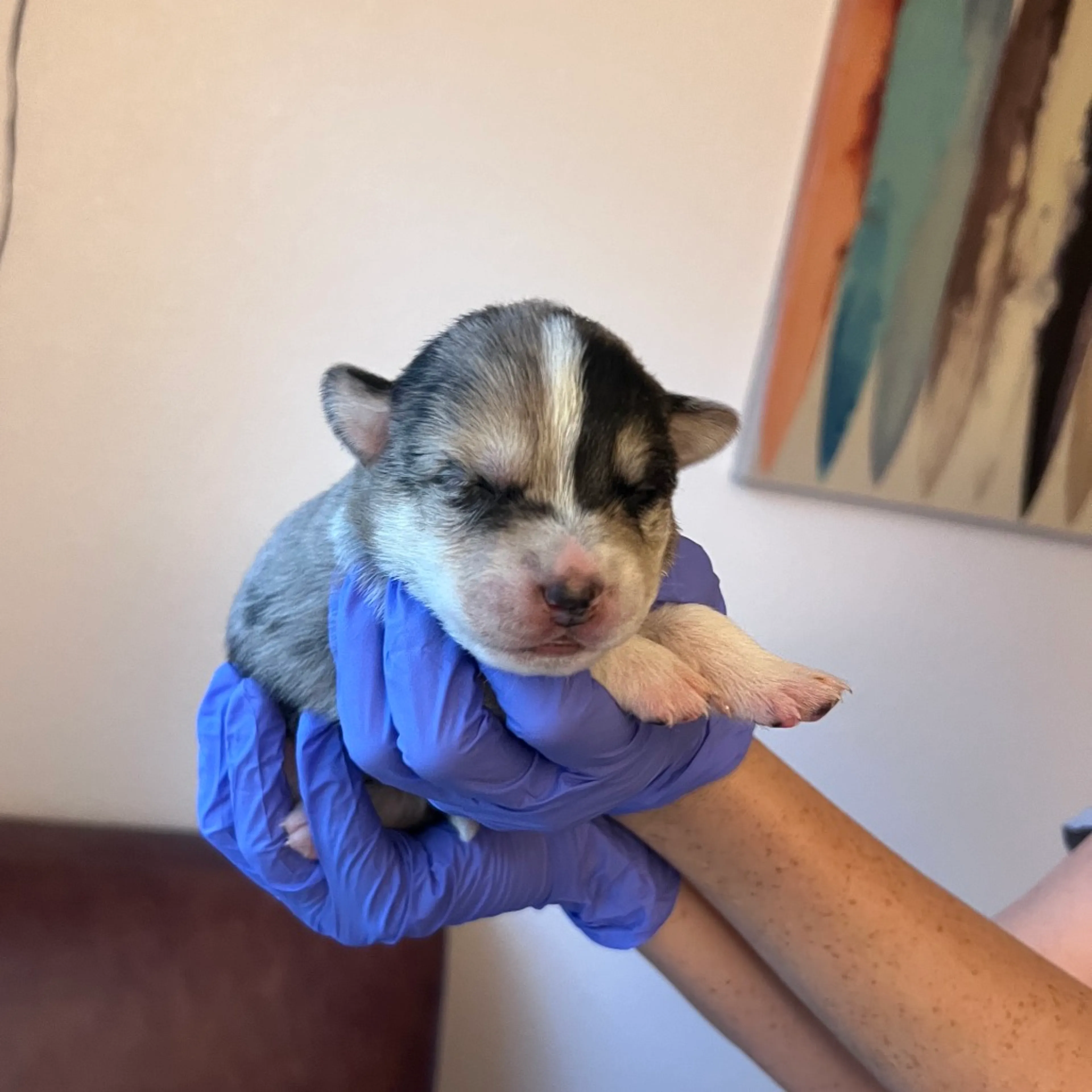 Found pet-1