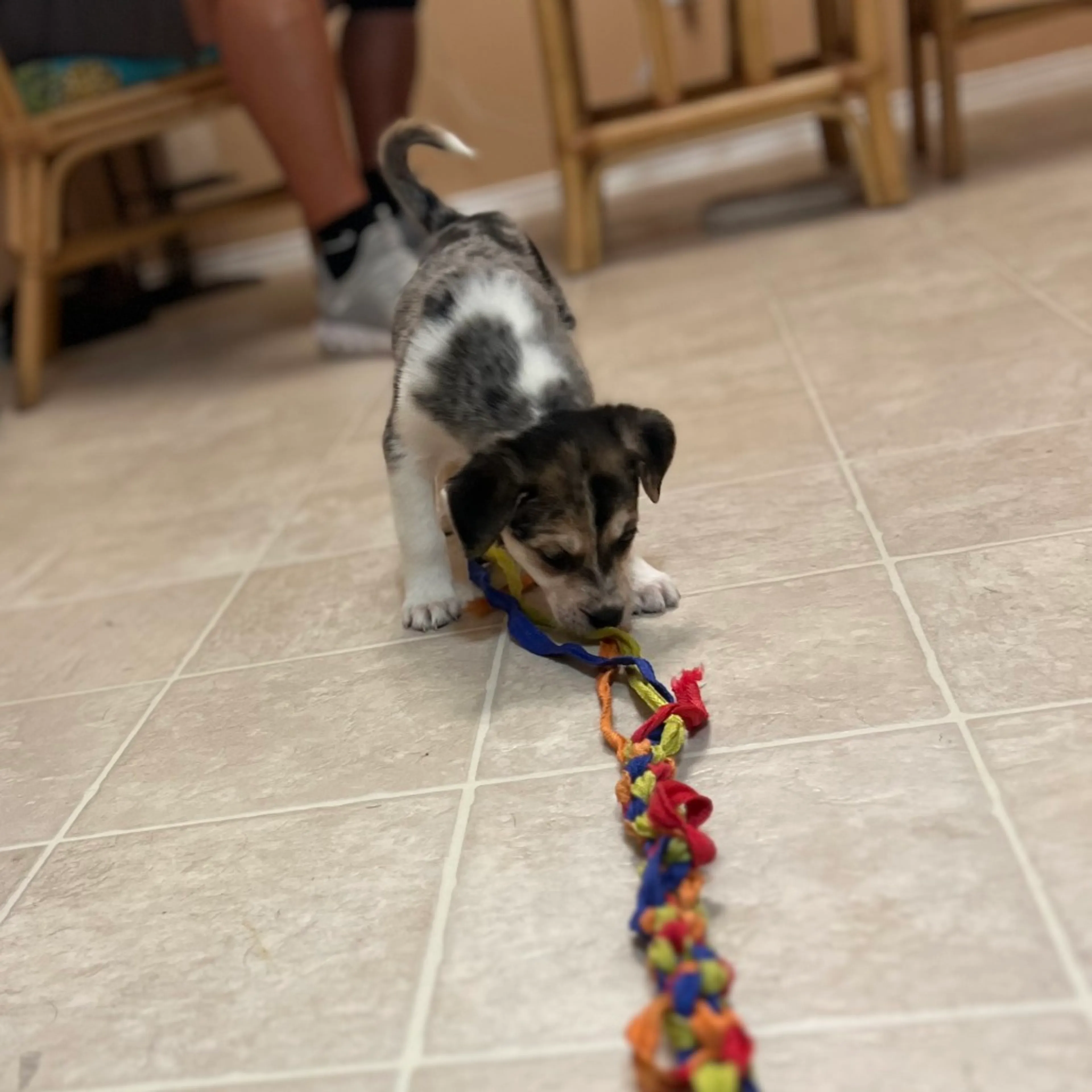 Found pet-5
