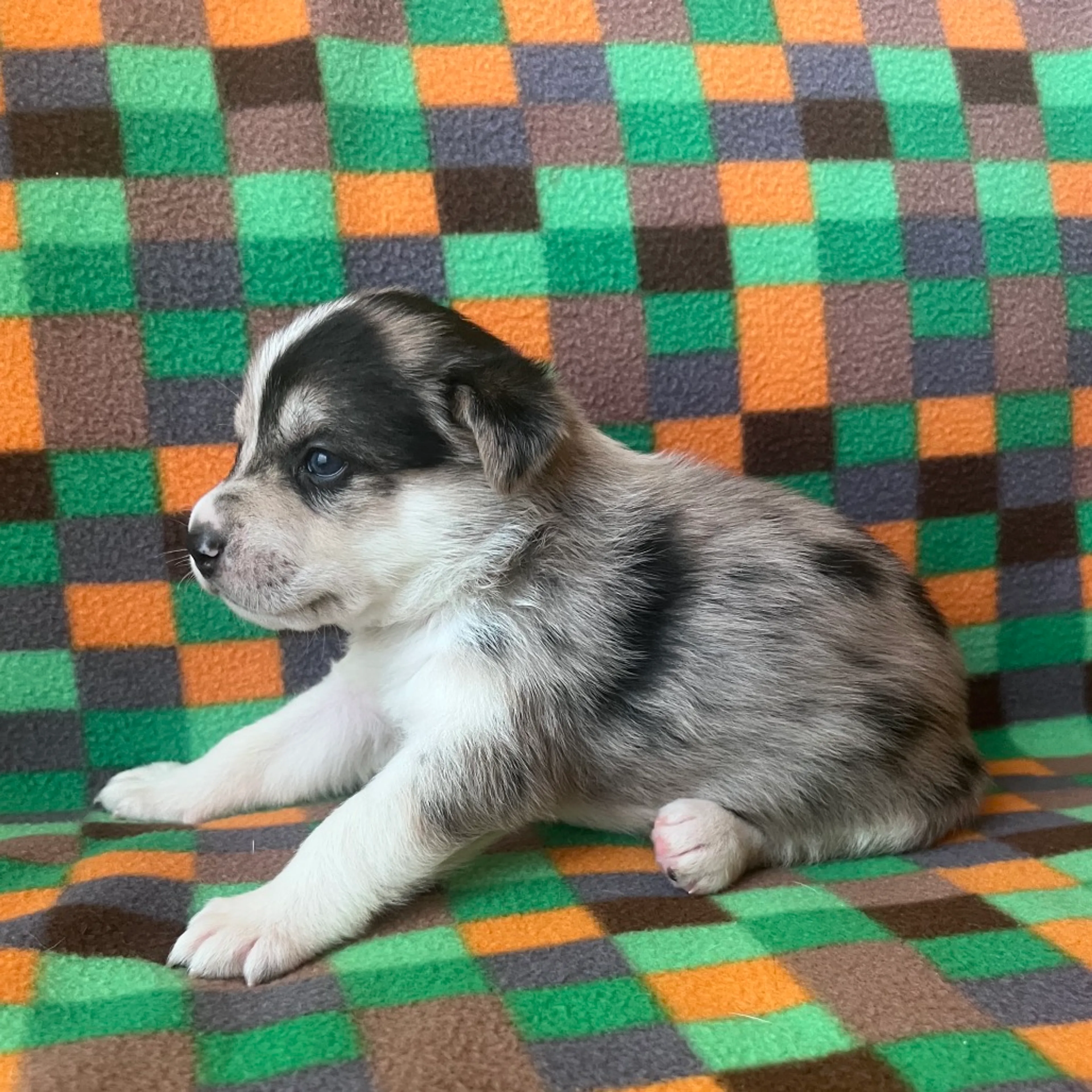 Found pet-3
