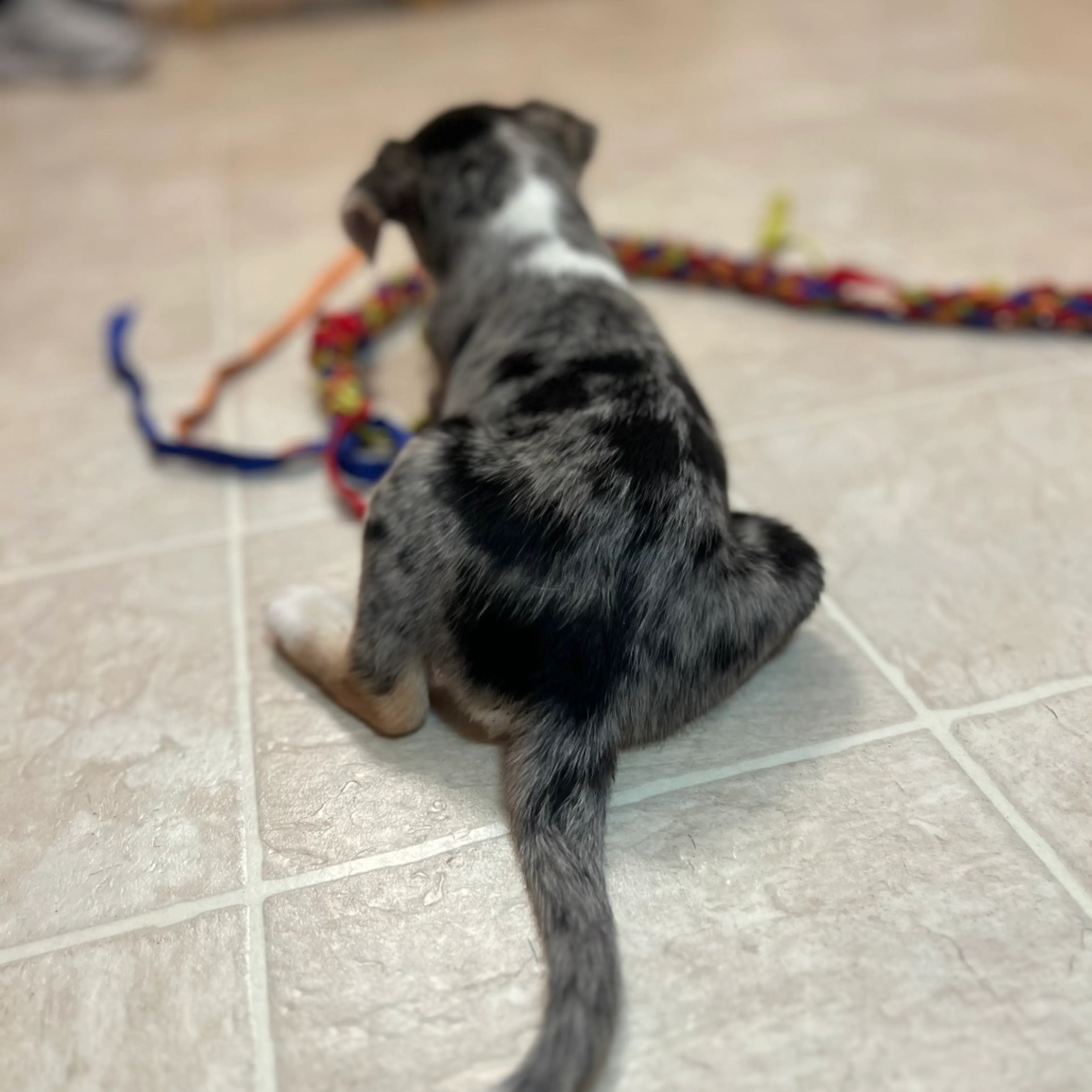 Found pet-4
