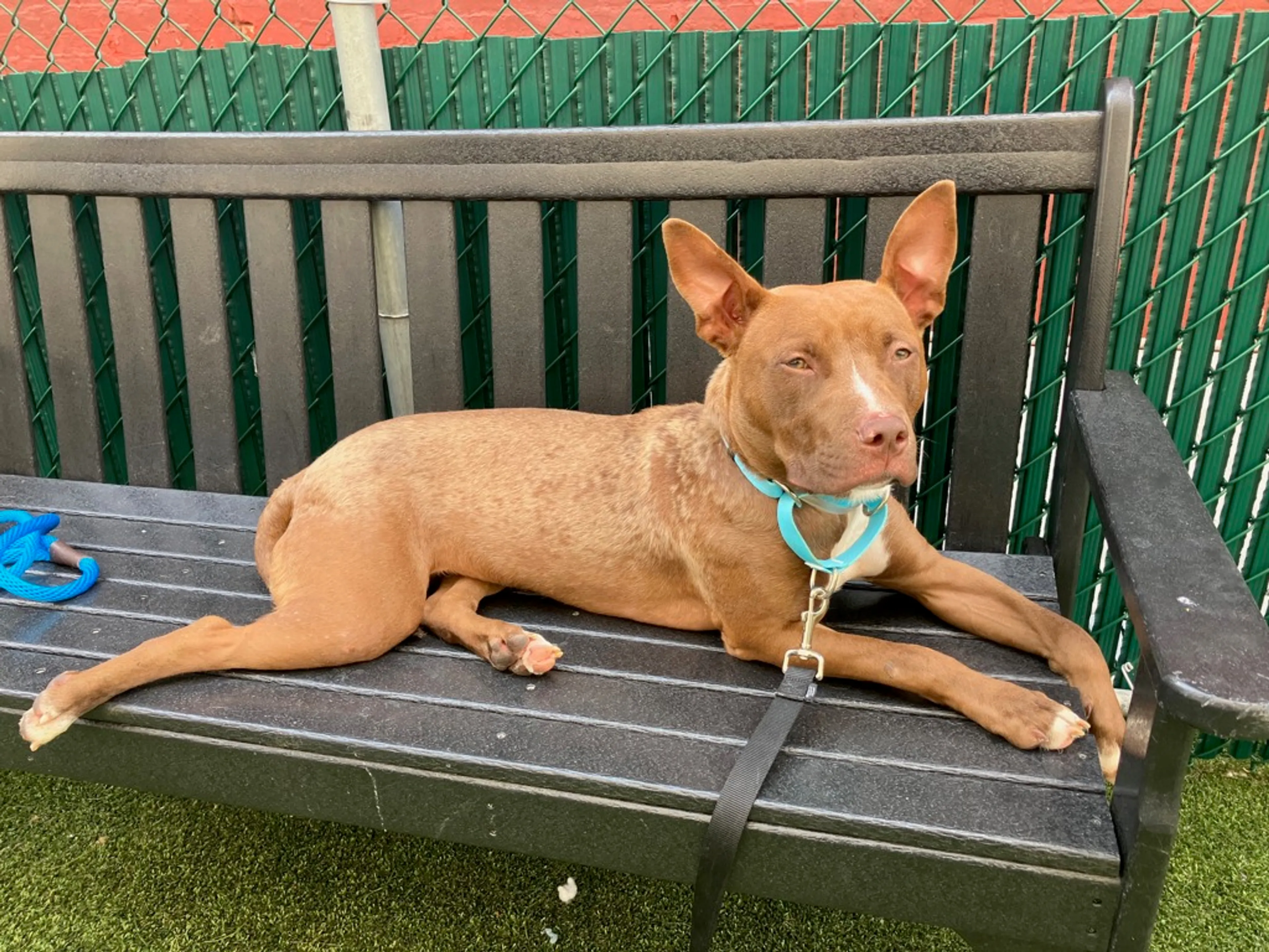 Found pet-8
