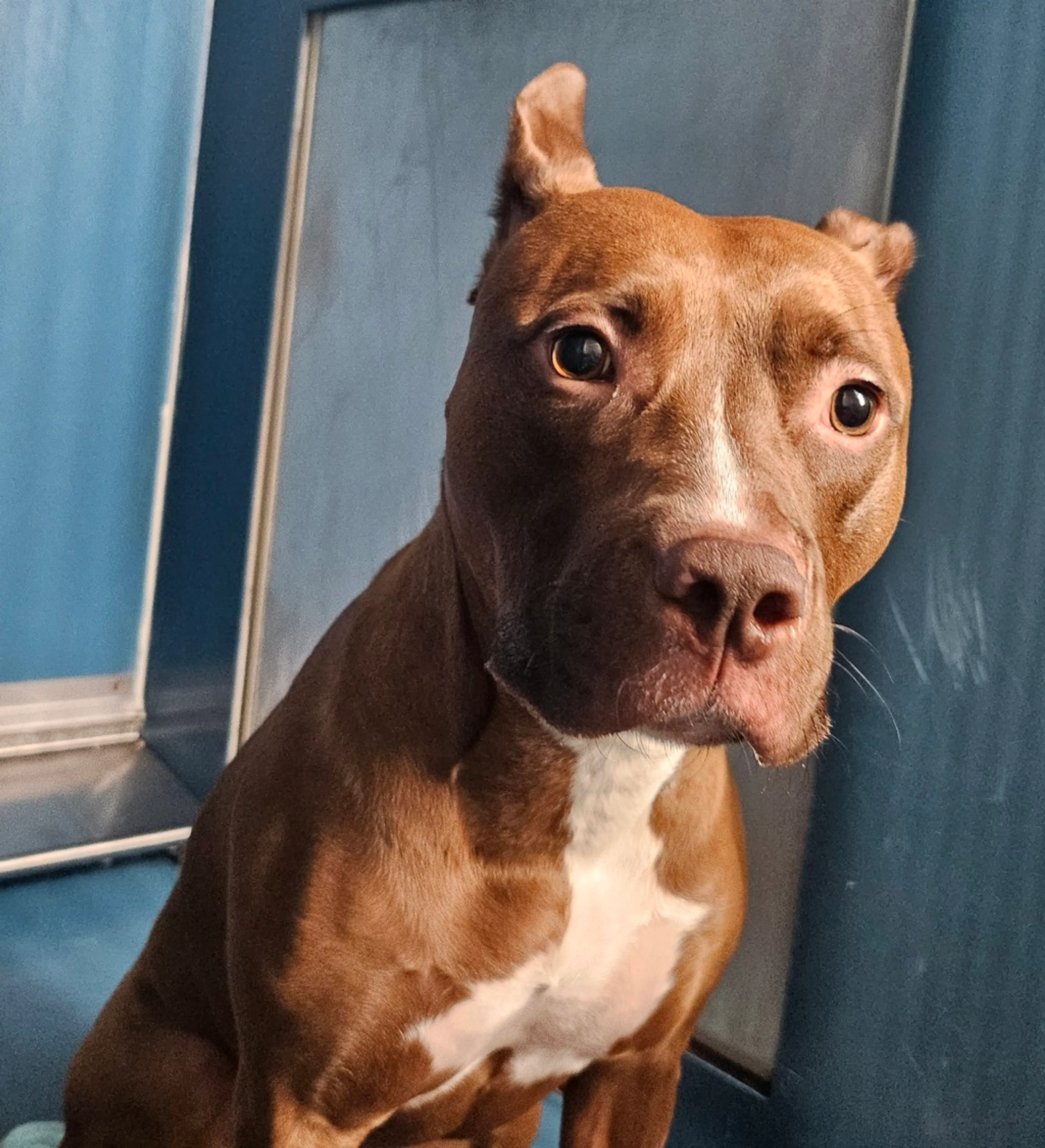 Found pet-2