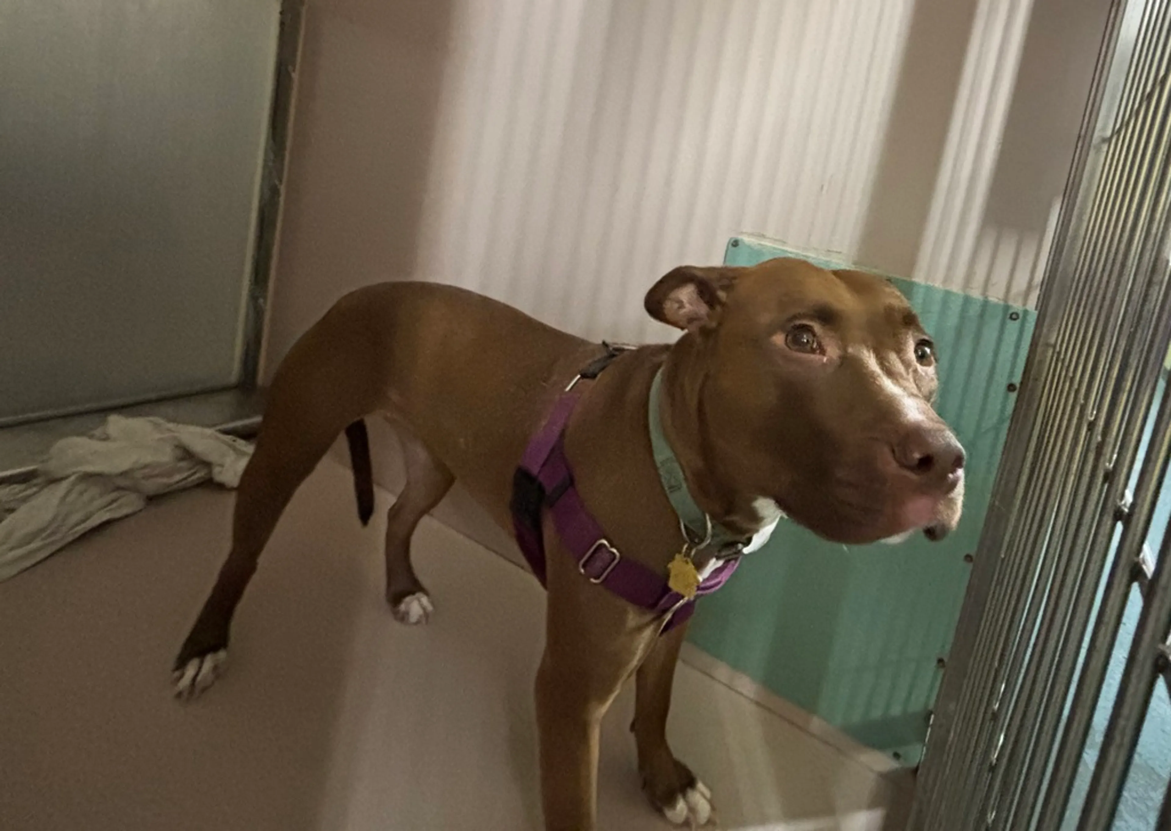Found pet-1