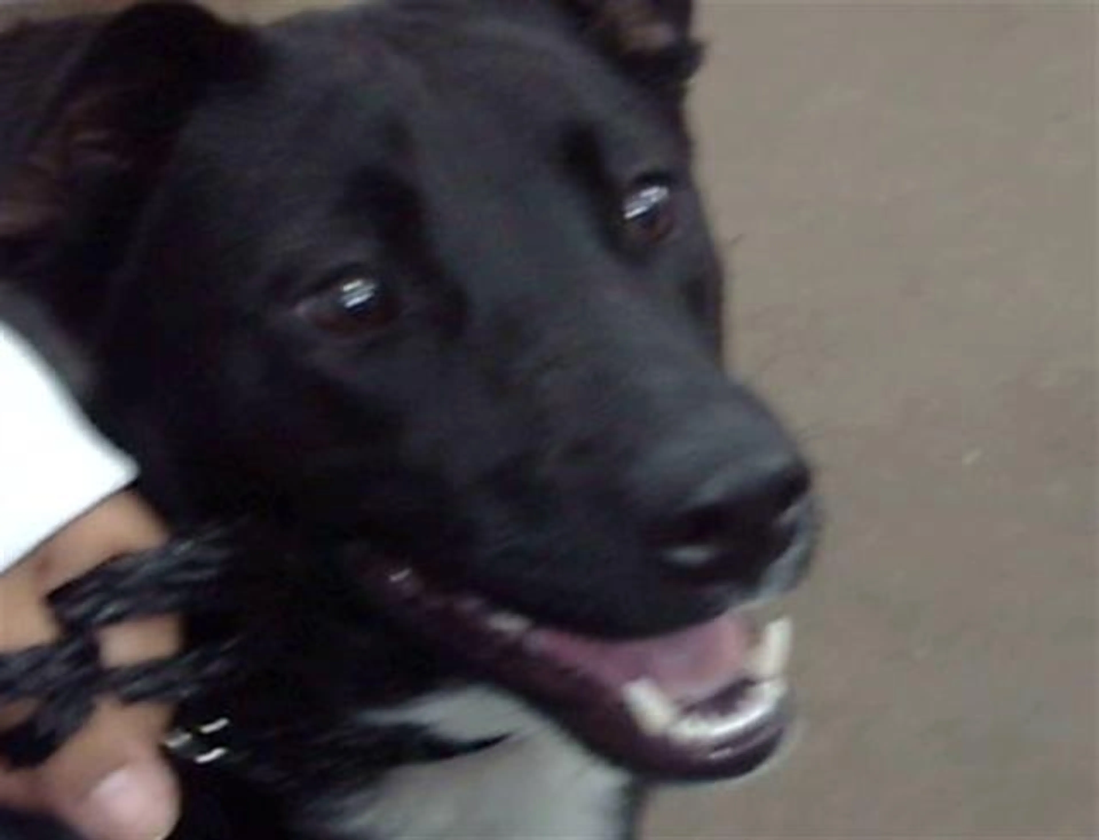 Found pet